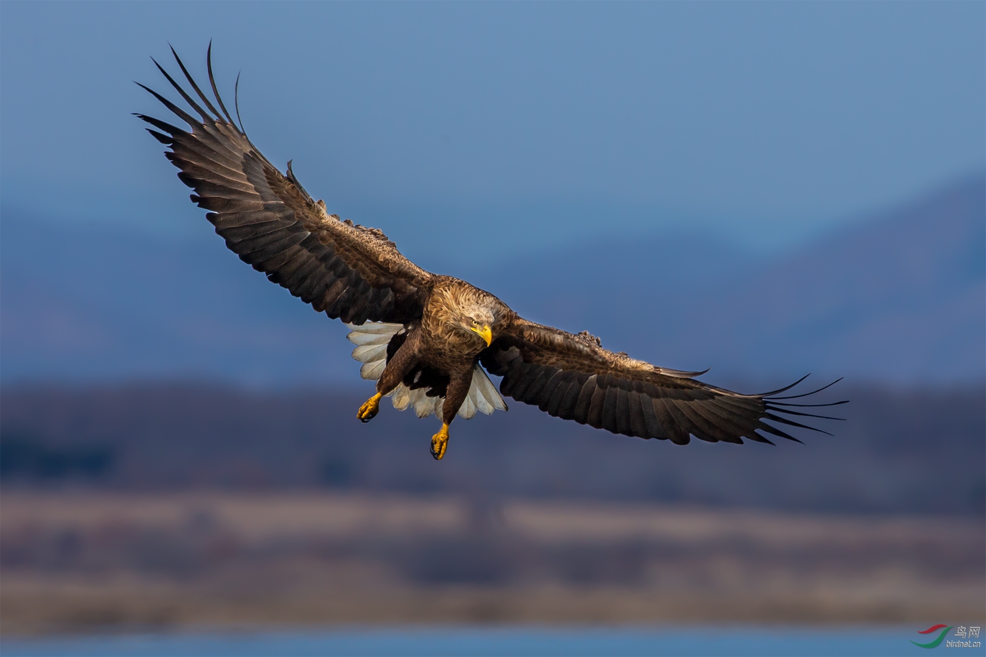 [鸟类] 俯视---祝贺荣获vip佳作