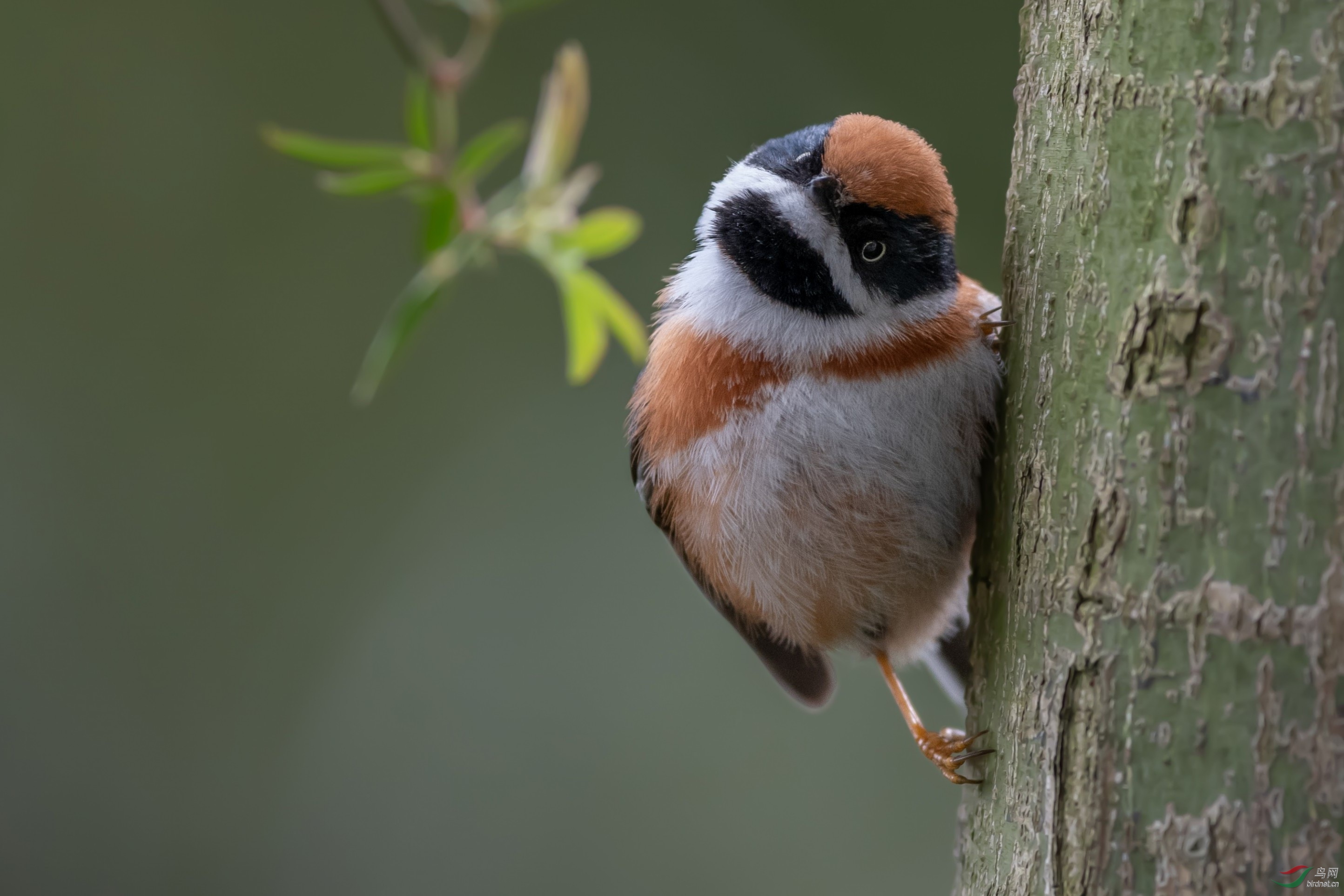 �����գ�