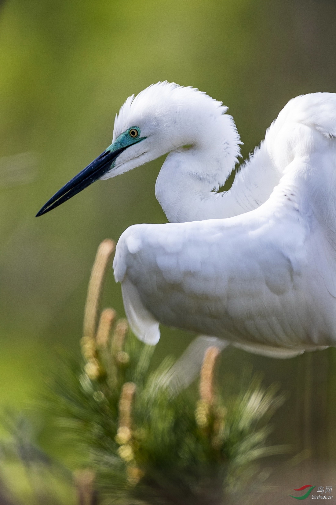 白鹭特写.