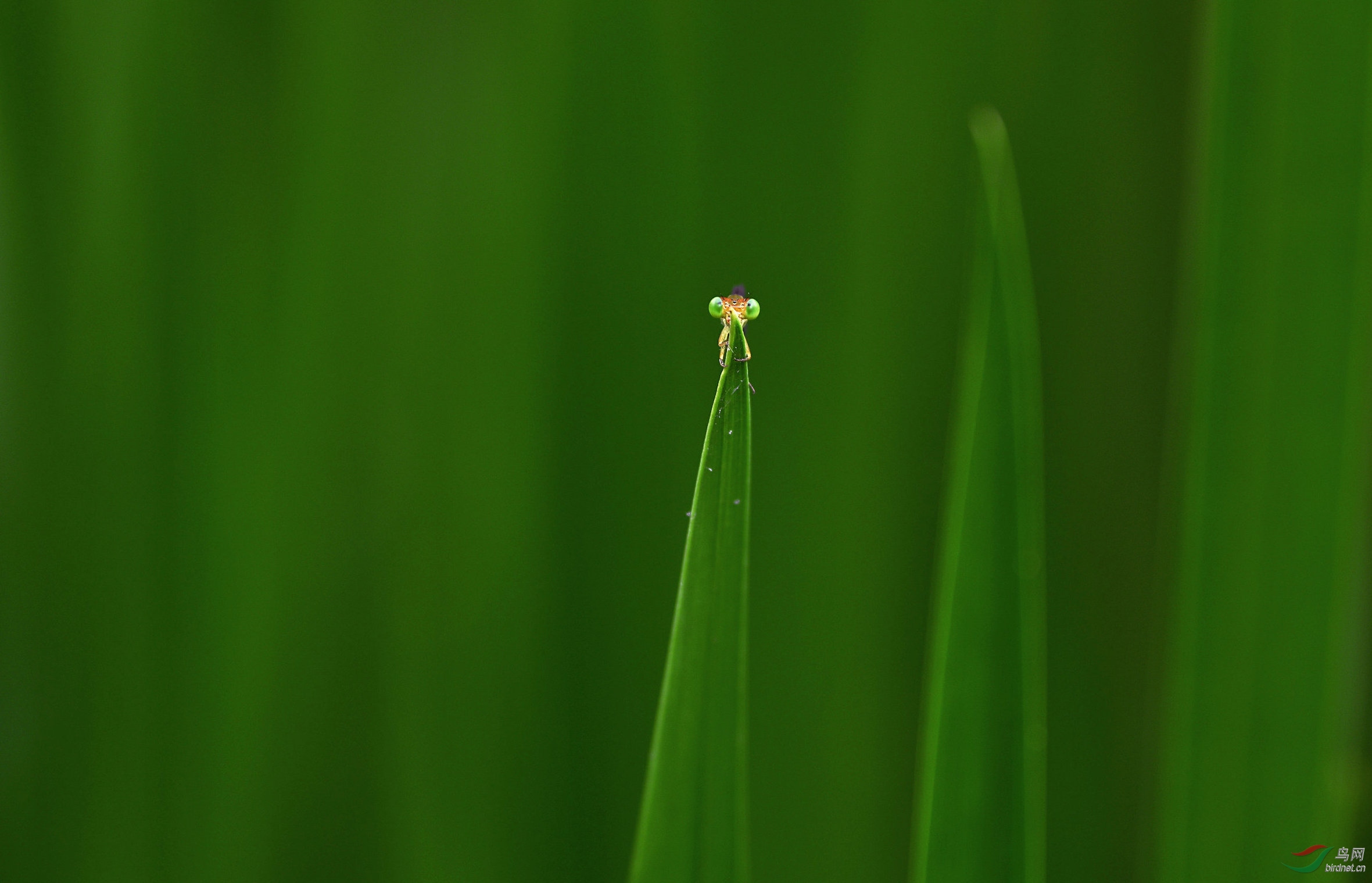 �����һ˫���۾�