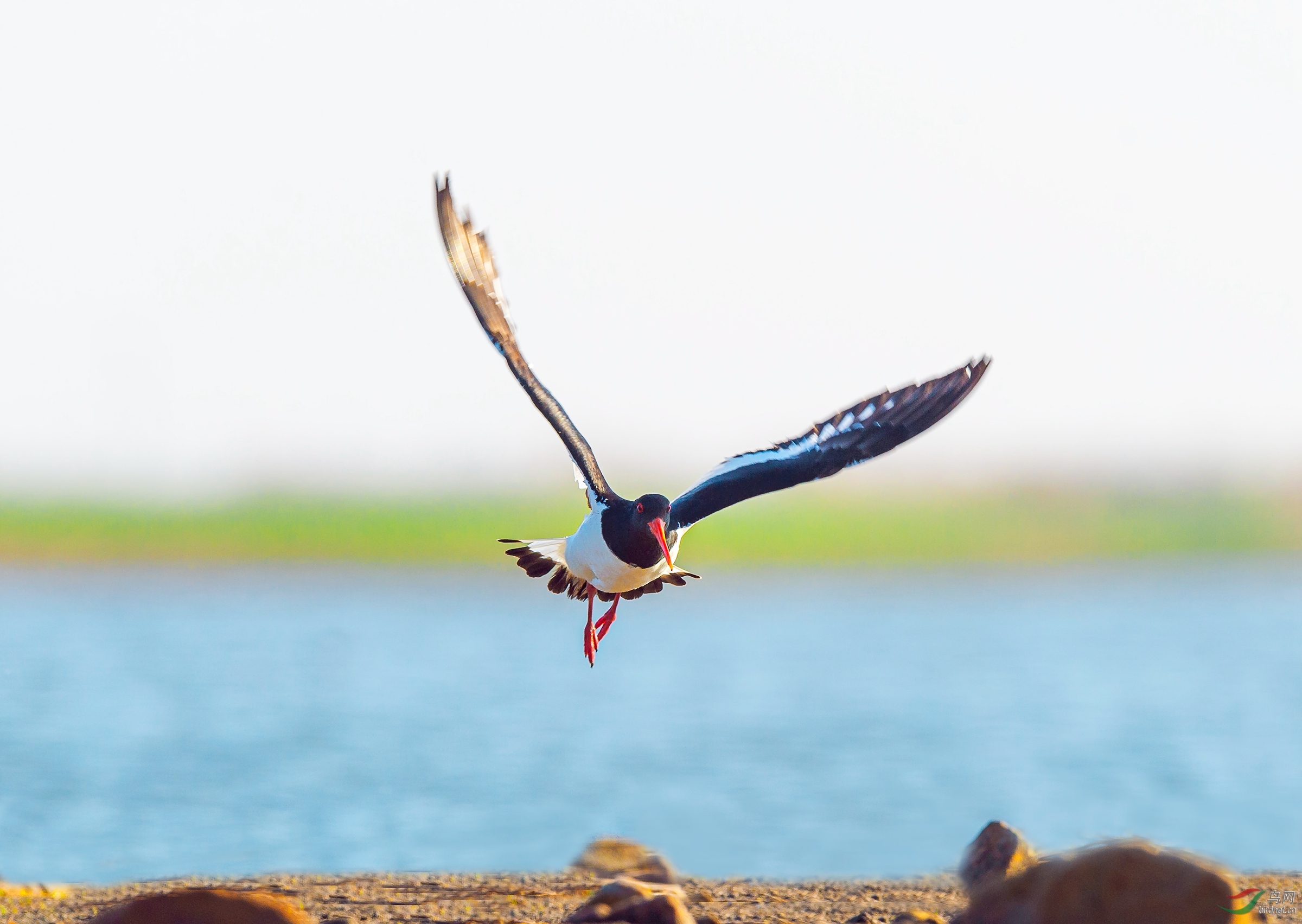 天水之间——蛎鹬单飞