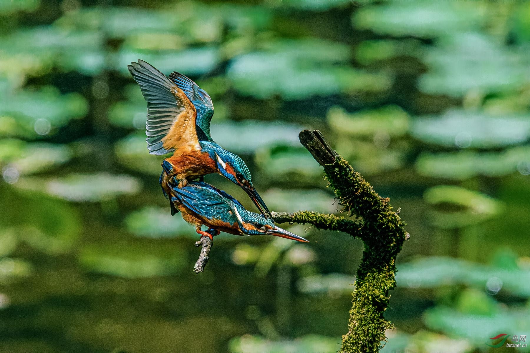 翠鸟生活环境图片