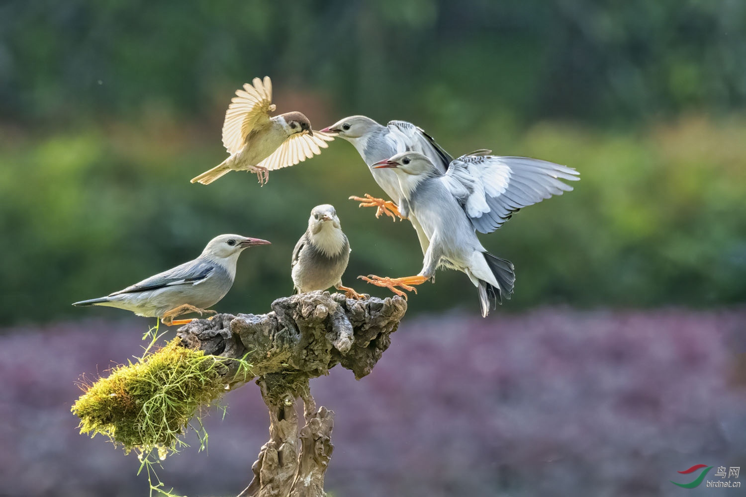 DSC_7337 (2)_1.jpg