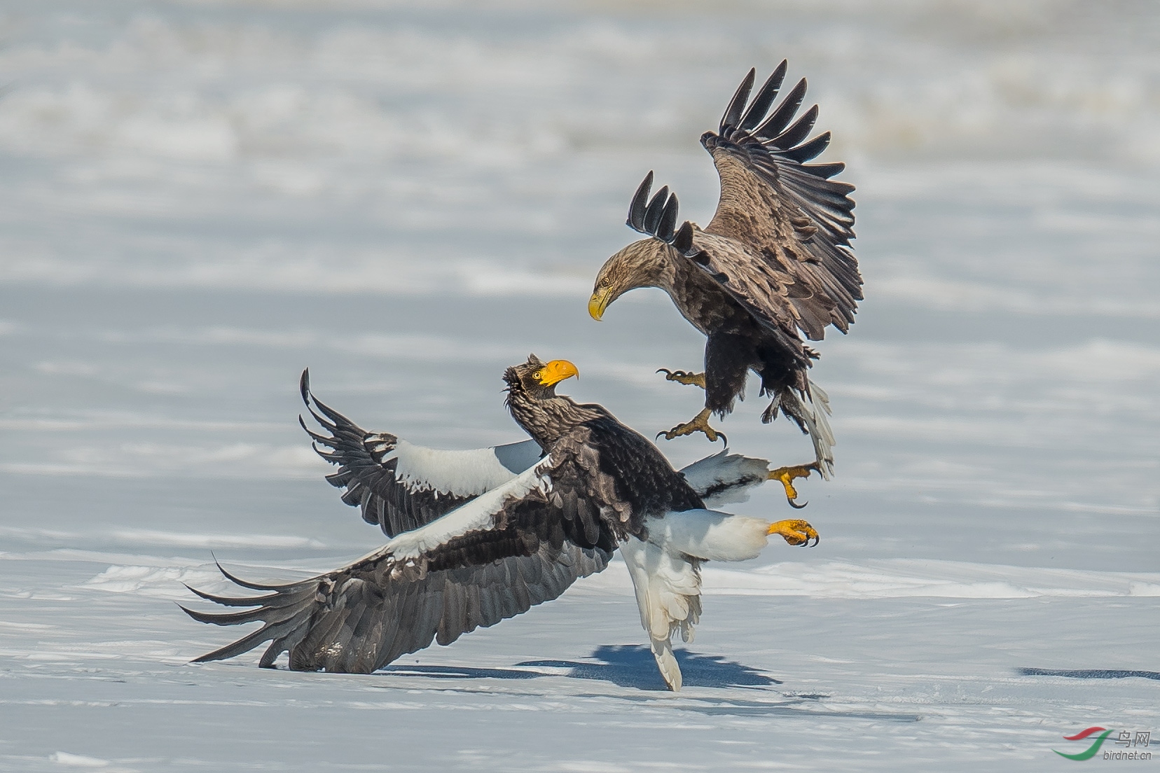 DSC_7034-500K.jpg