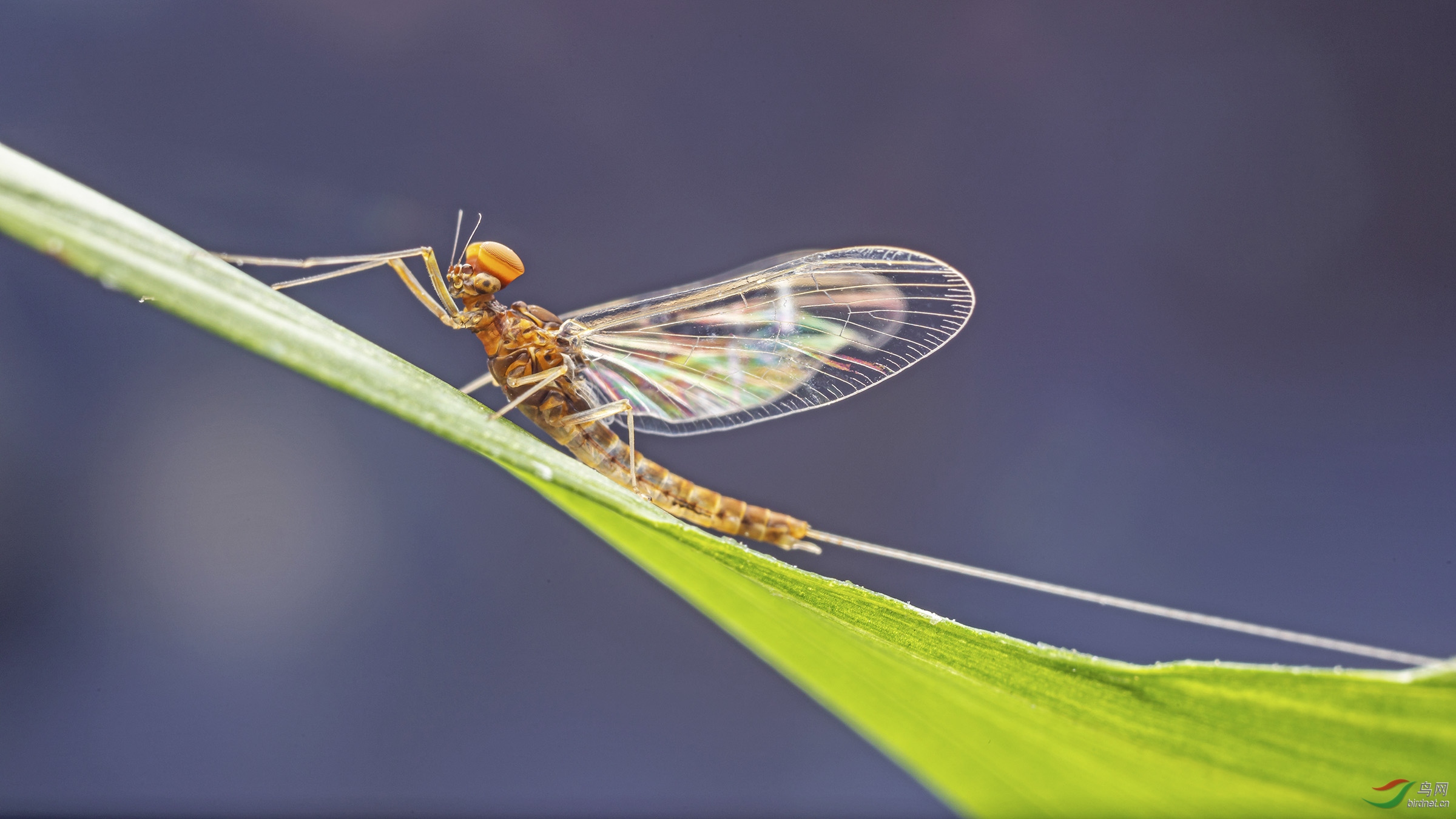 蜉蝣贺获首页精华