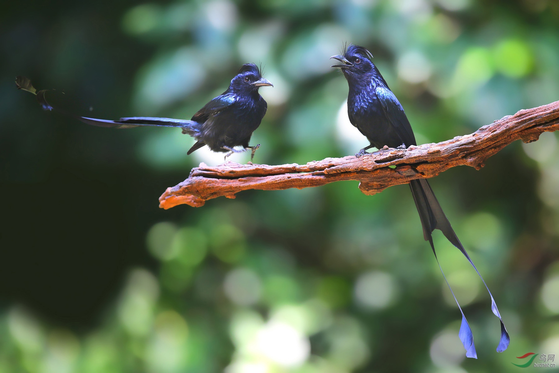 P1.  ����ڸ����أ�һ������ɡ�  һ��ȥ��û��û����.jpg