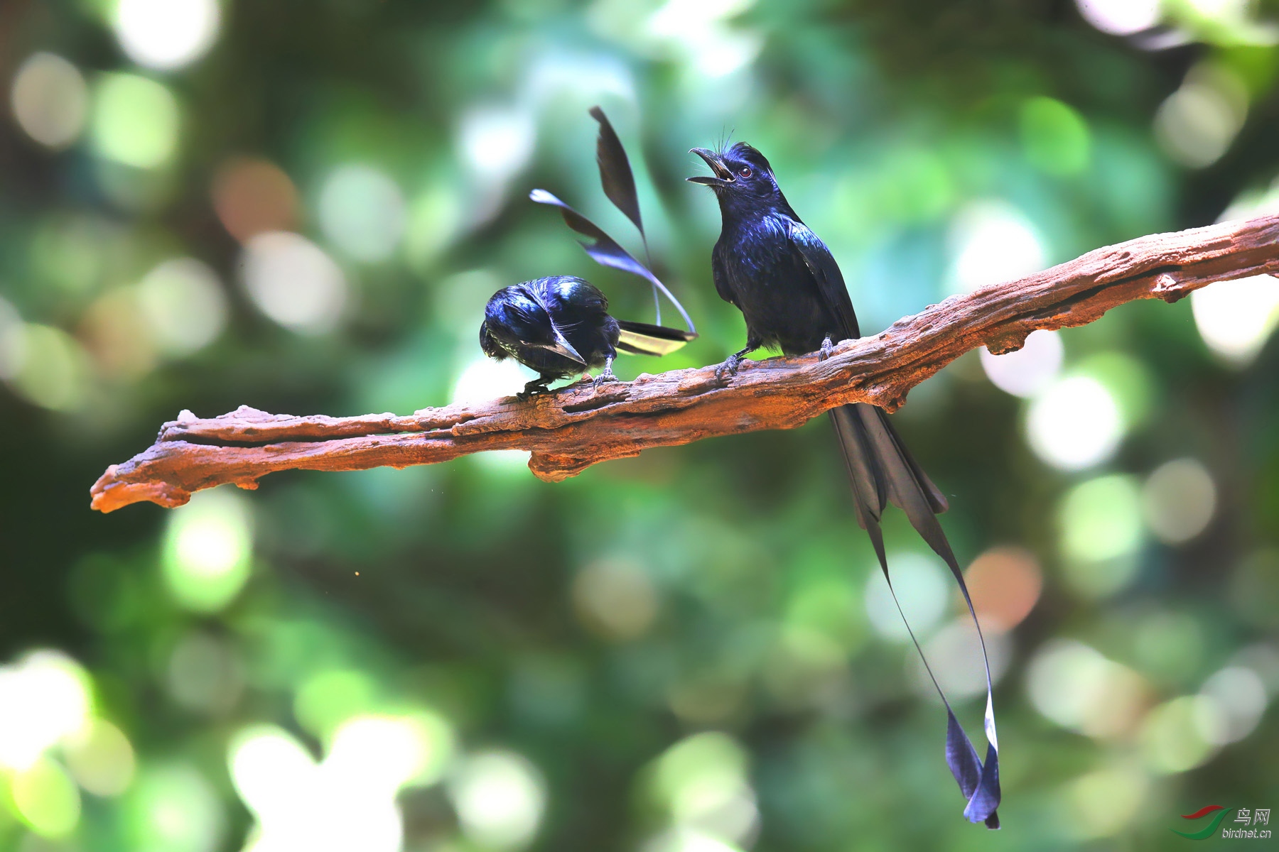 P2.  ������ǲȵ���ɡ�  ��ȥ����ĵ��ɣ�.jpg