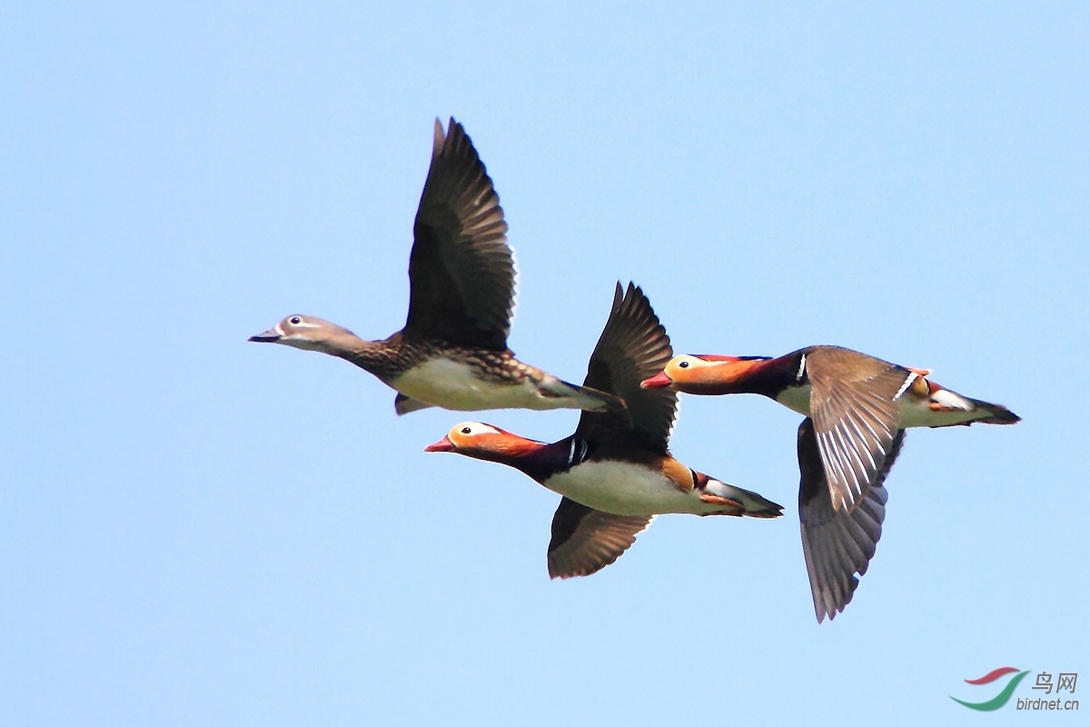 _MG_7196.JPG