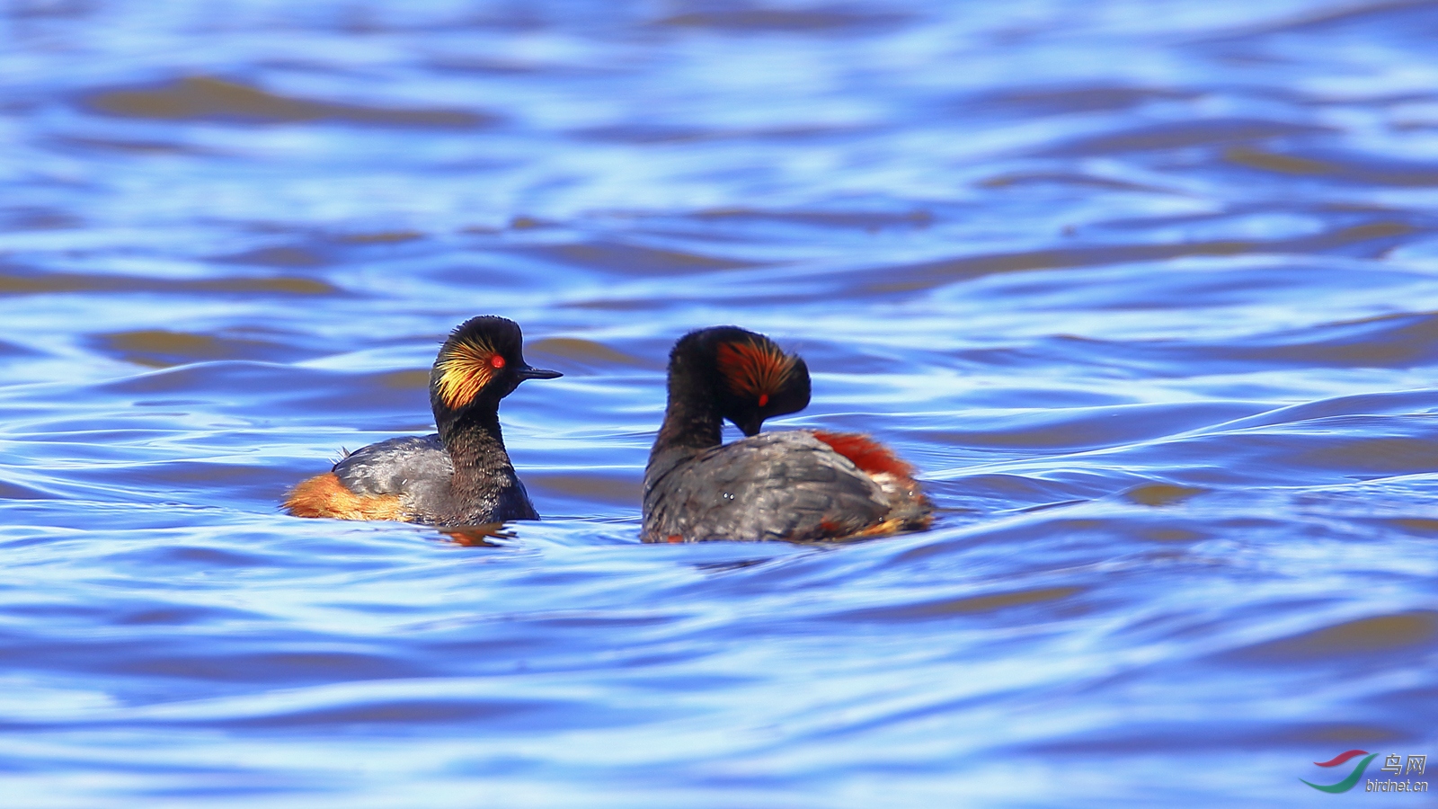 �ھ�����