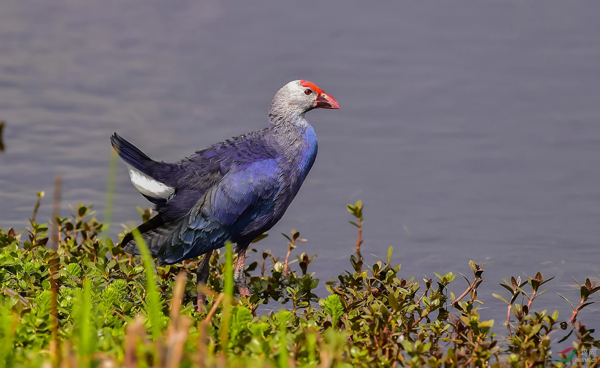 紫水鸡