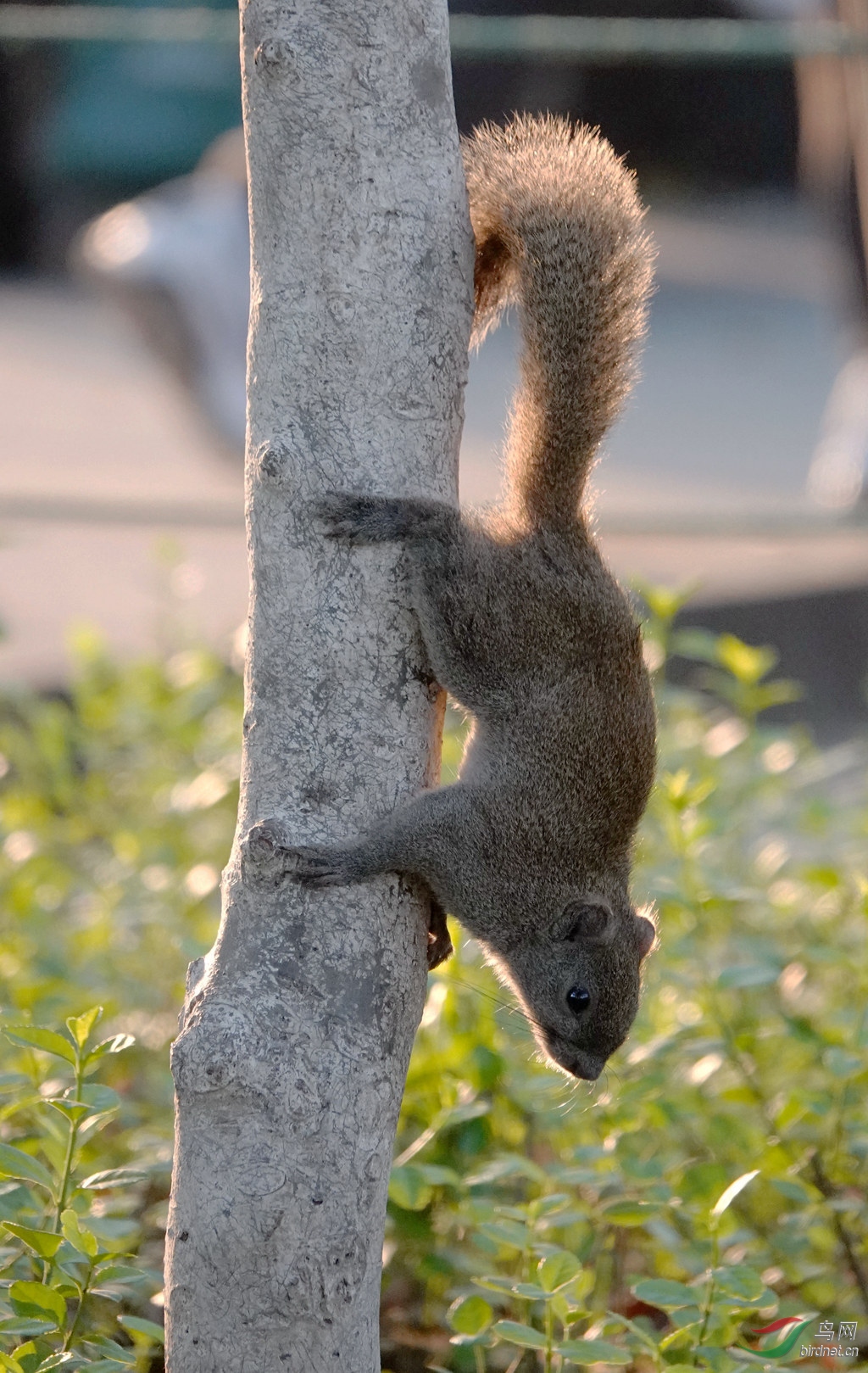 爬树的松鼠