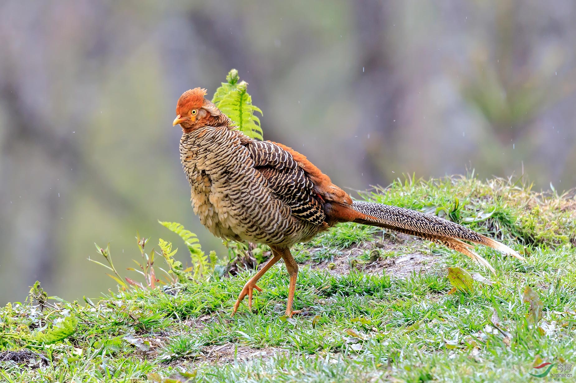 小帅抖毛红腹锦鸡亚成