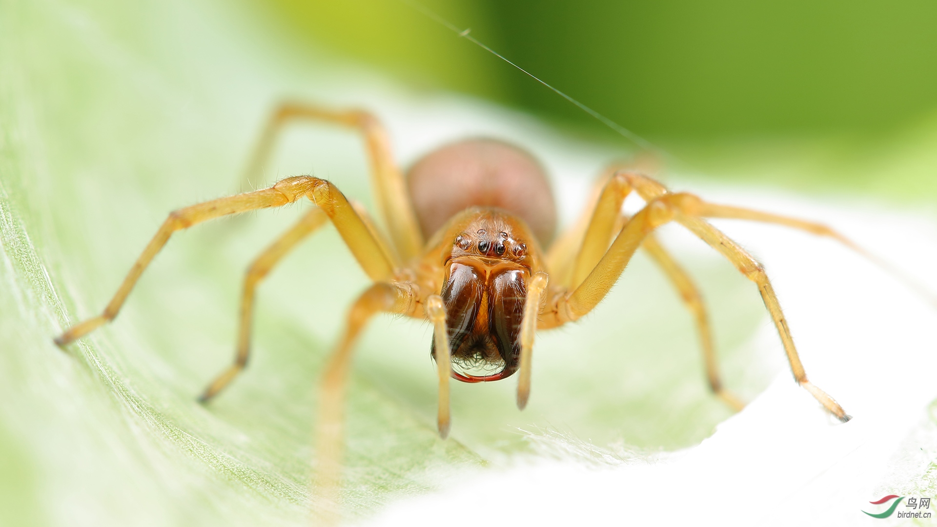 跳珠【贺获首页精华]