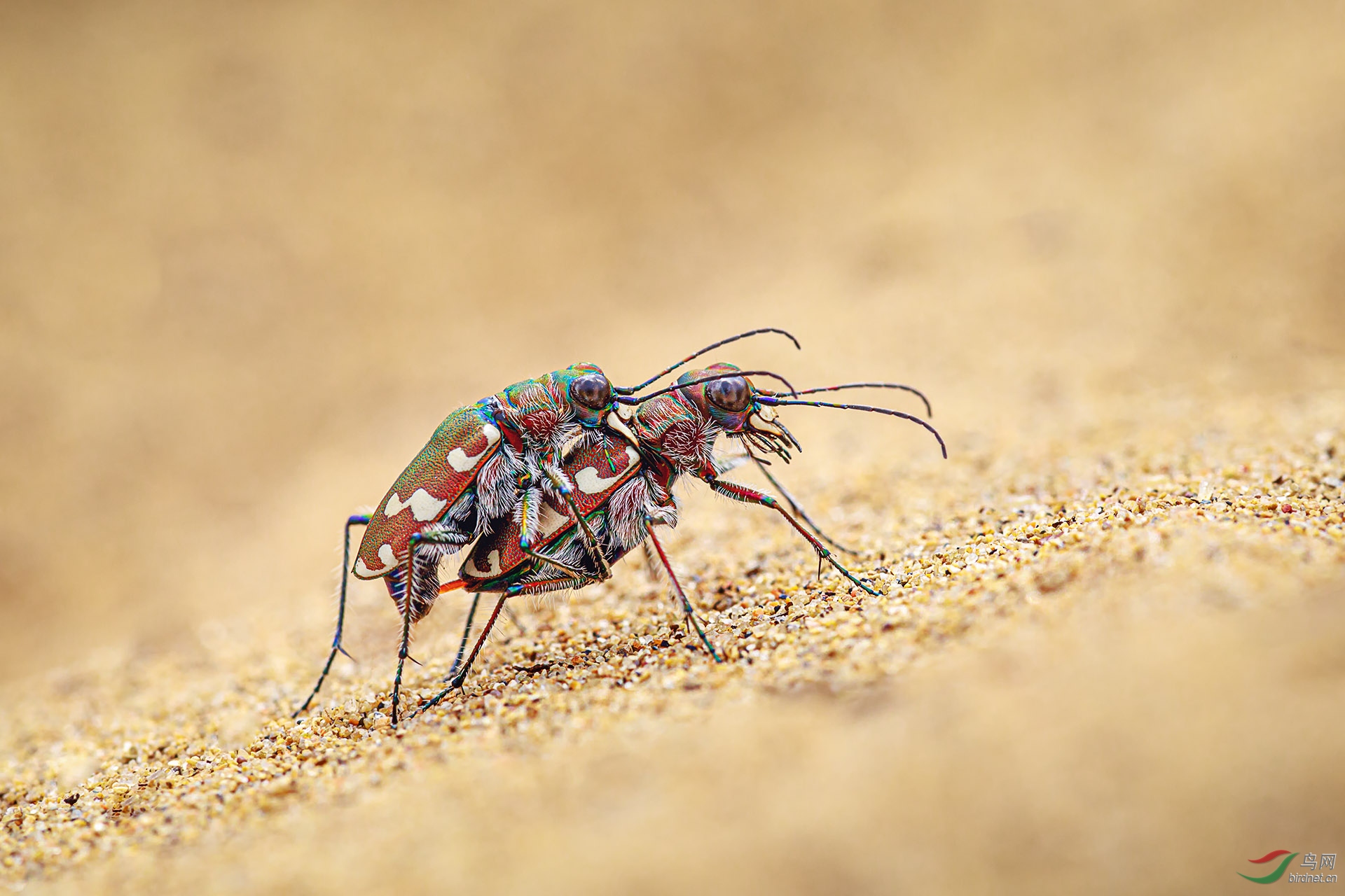 恋爱中的芽斑虎甲贺获首页精华