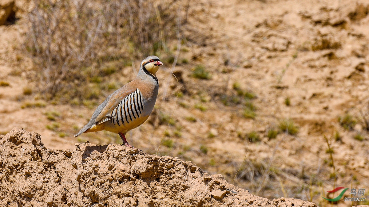 DSC_29201.jpg