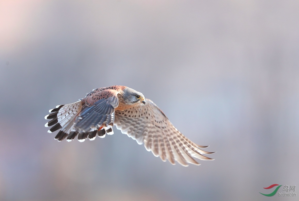 �����ģ��