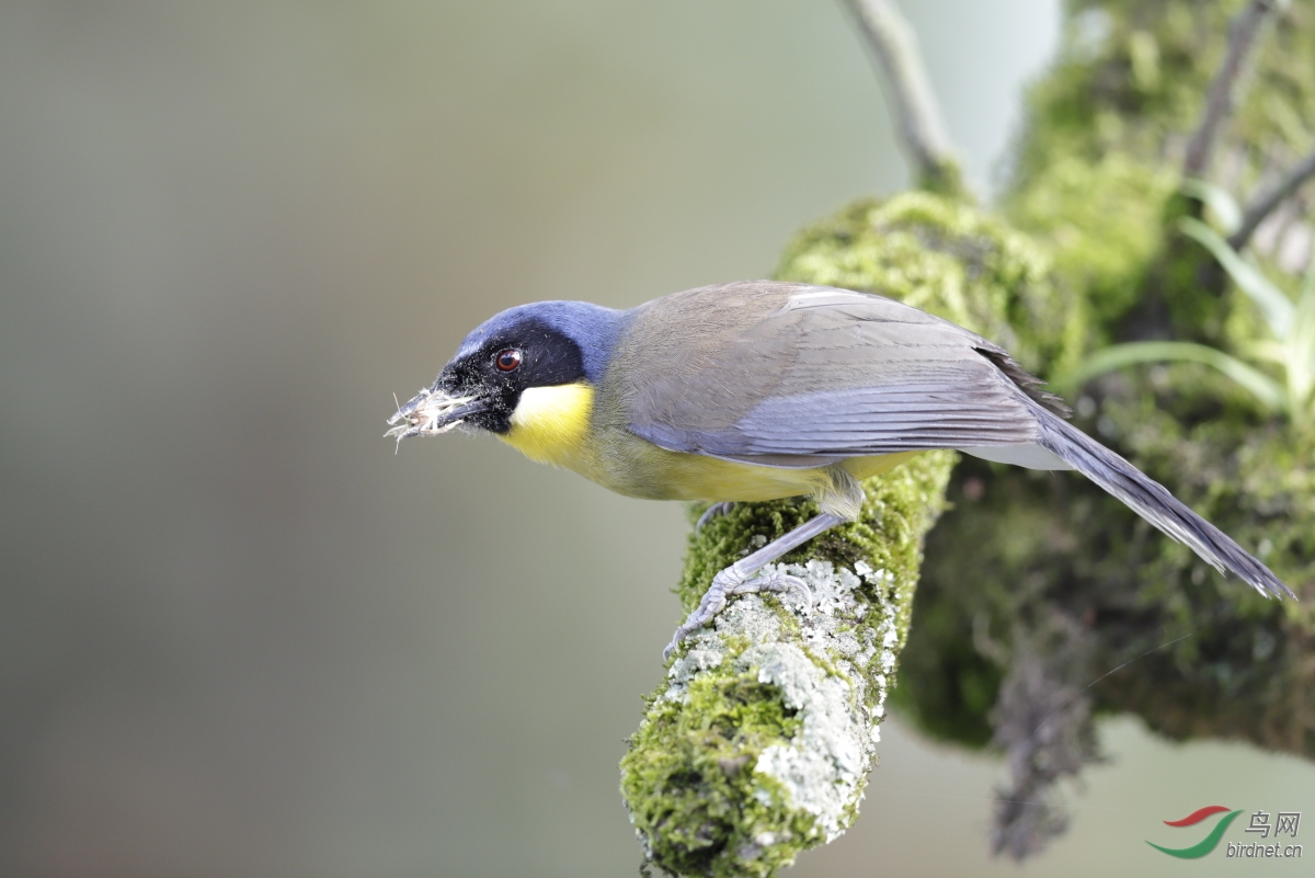 他山之石杕樟黄喉噪鹛yellowthroatedlaughingthrush