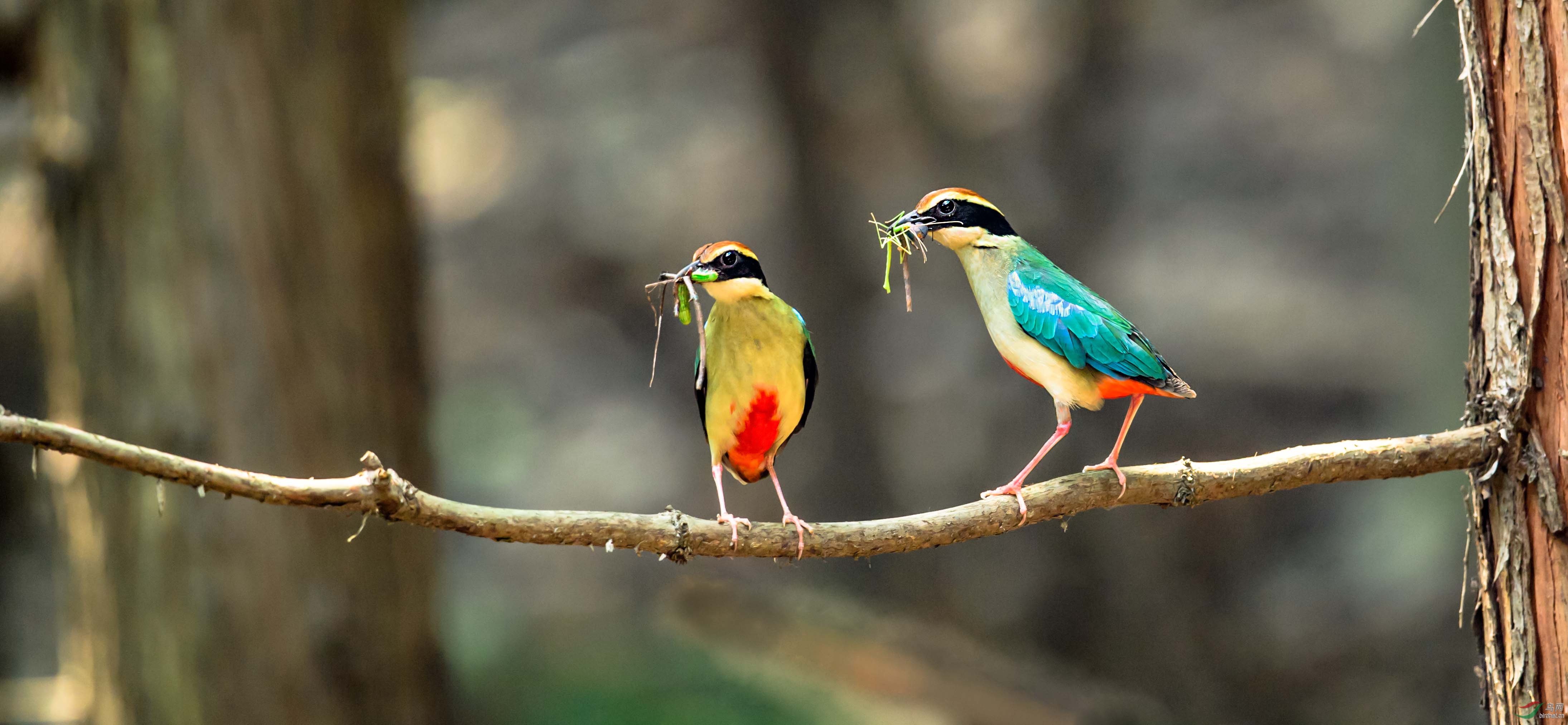 仙八色鸫贺图1获首页鸟类精华