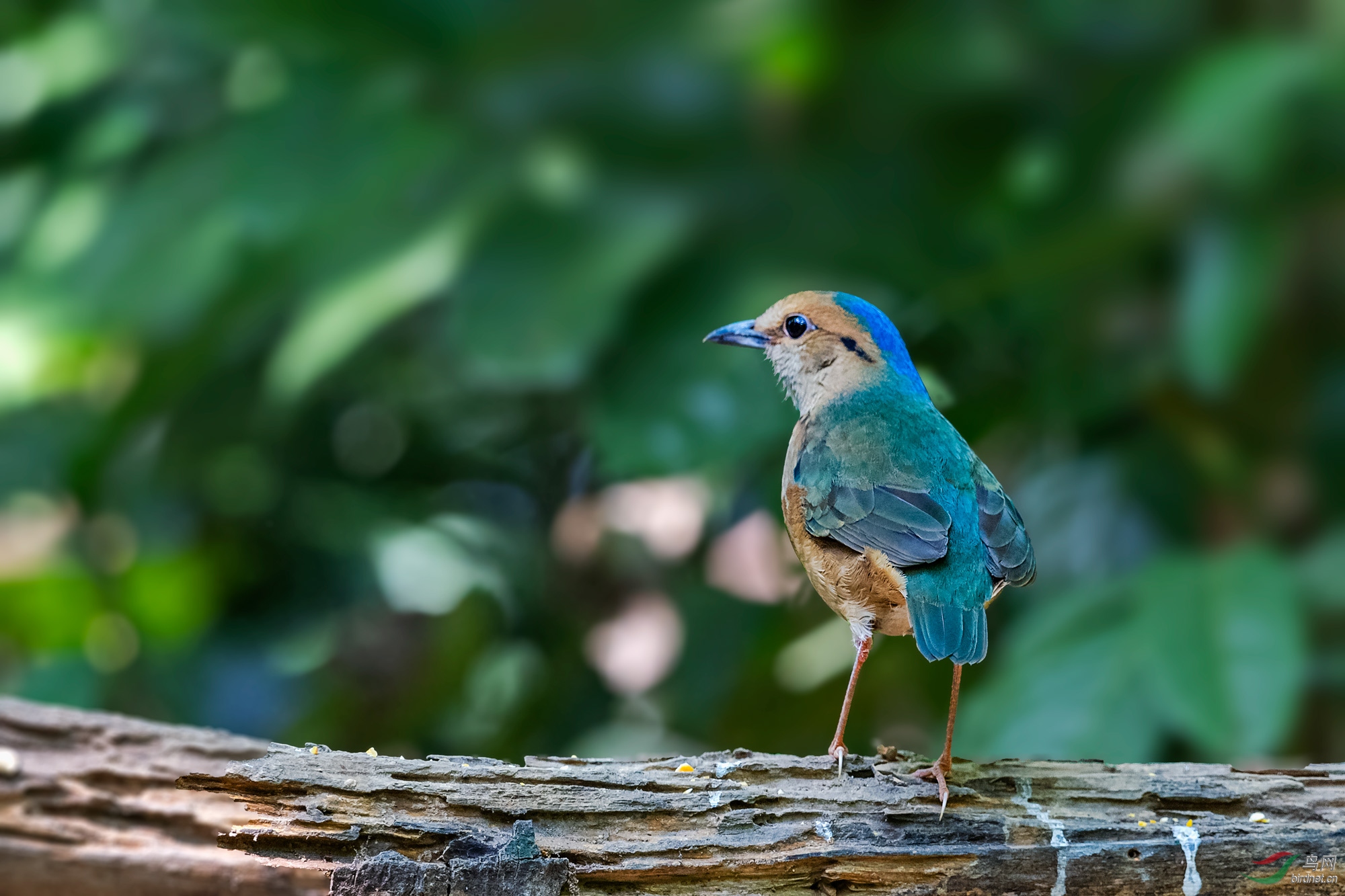 蓝枕八色鸫【祝贺老师荣获本版佳作】