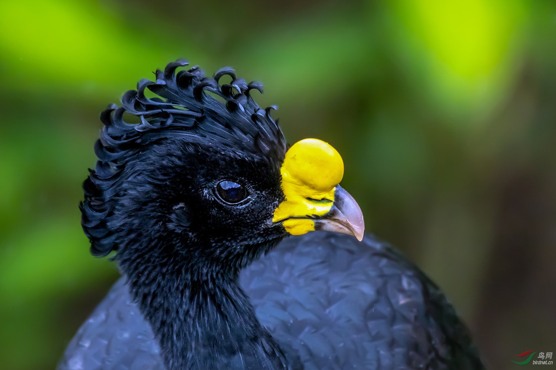 大凤冠雉(祝贺荣获首页鸟类精华)