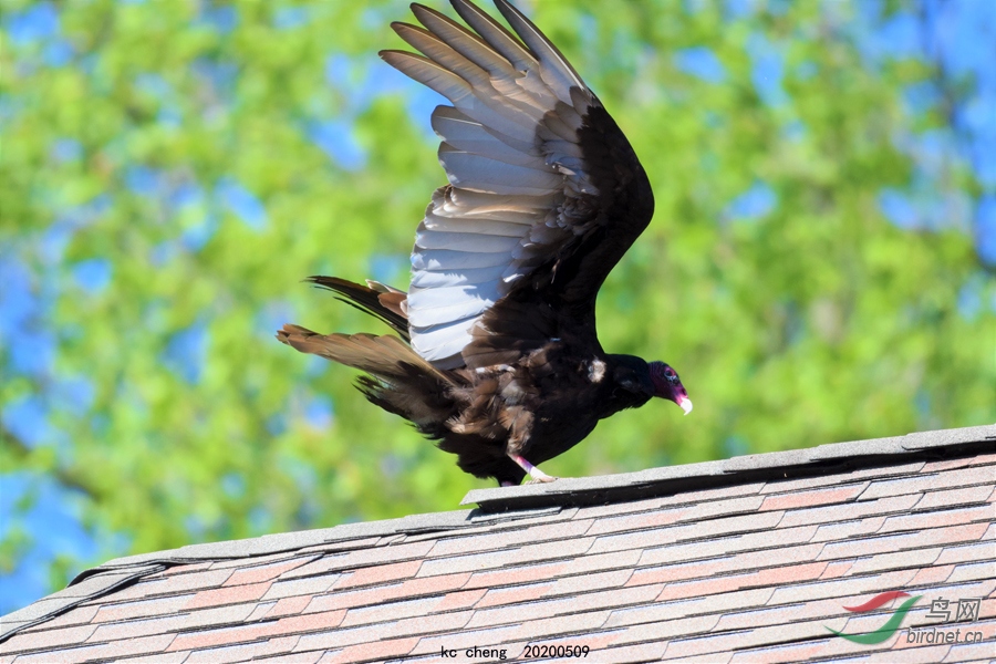 DSC_0296-��ͺӥ5-900.jpg