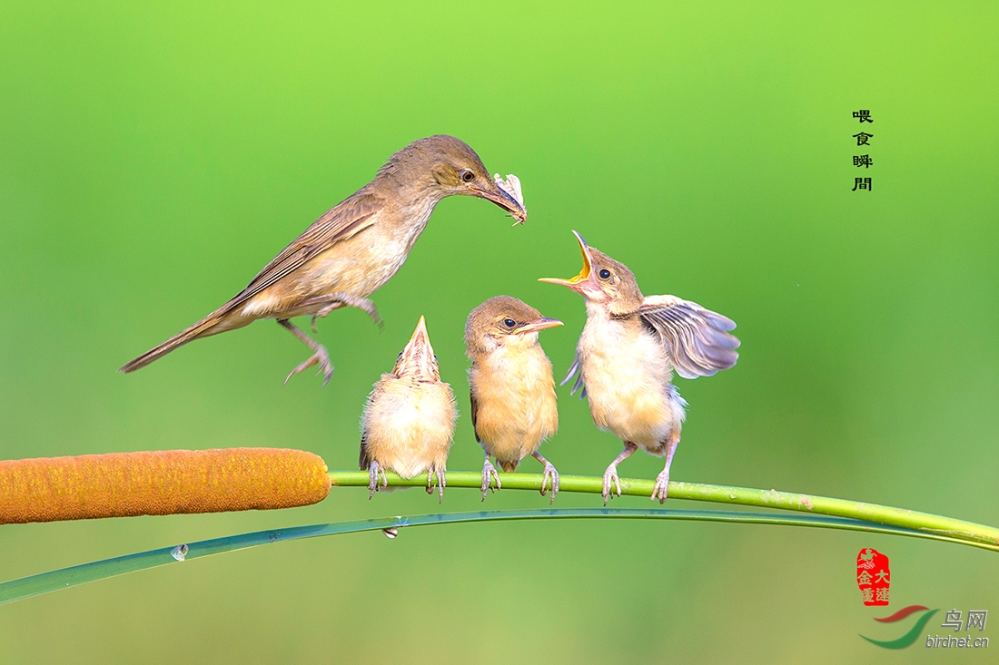 [林鸟] 《辛勤哺育 茁壮成长》 ----献给母亲节!