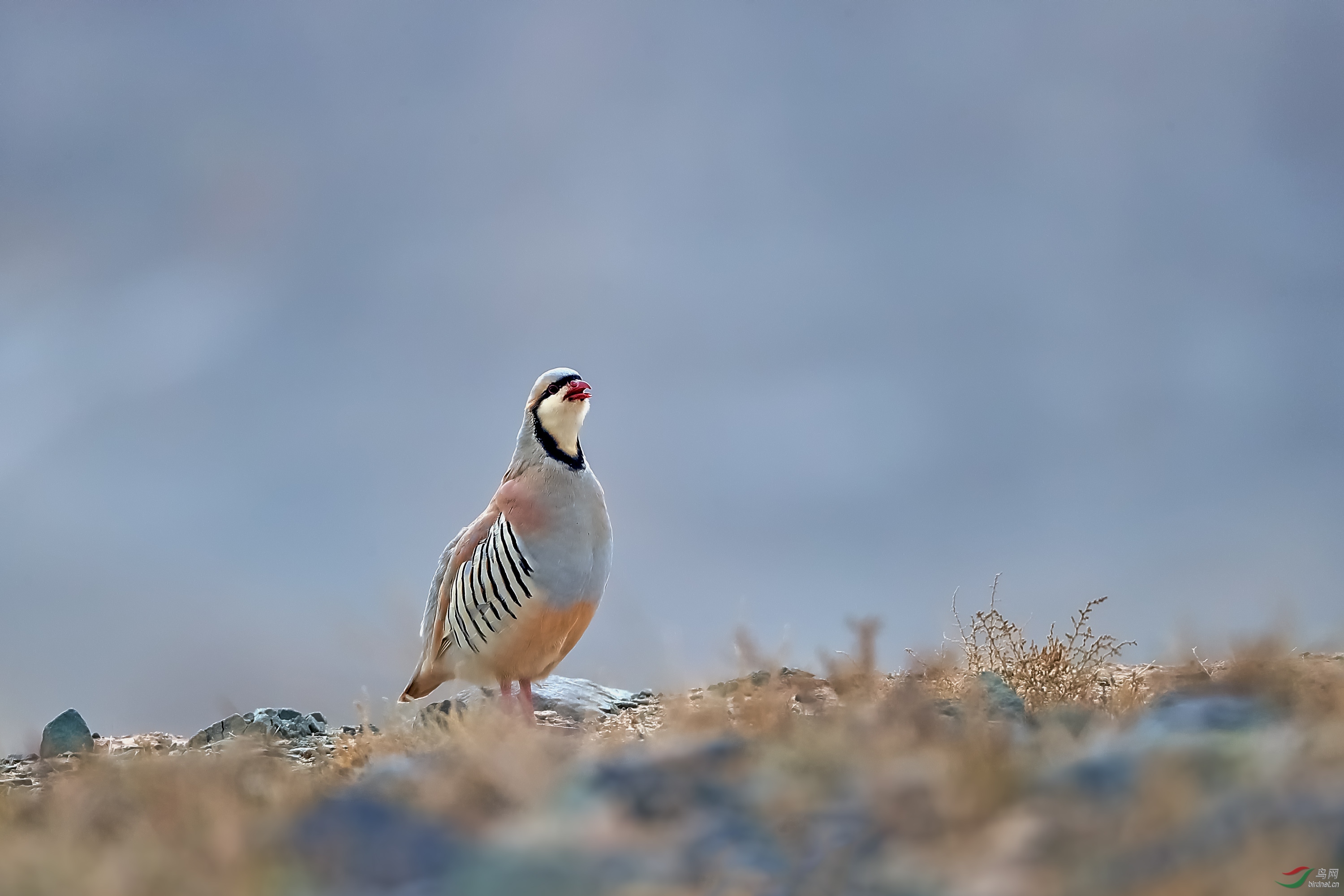 AJ4I6749.jpg--nature.jpg