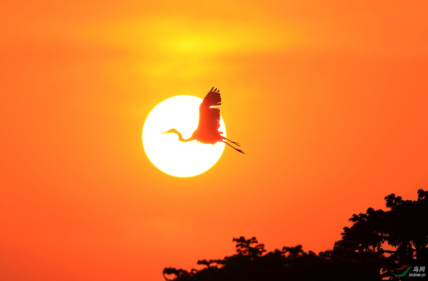 夕阳芦苇飞鸟图片图片