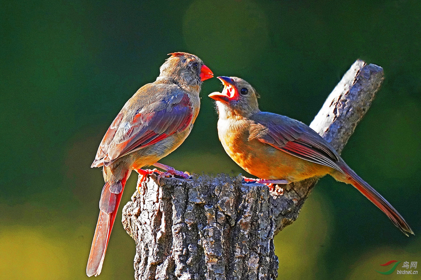 妈妈失去了光华,北美红鸟.