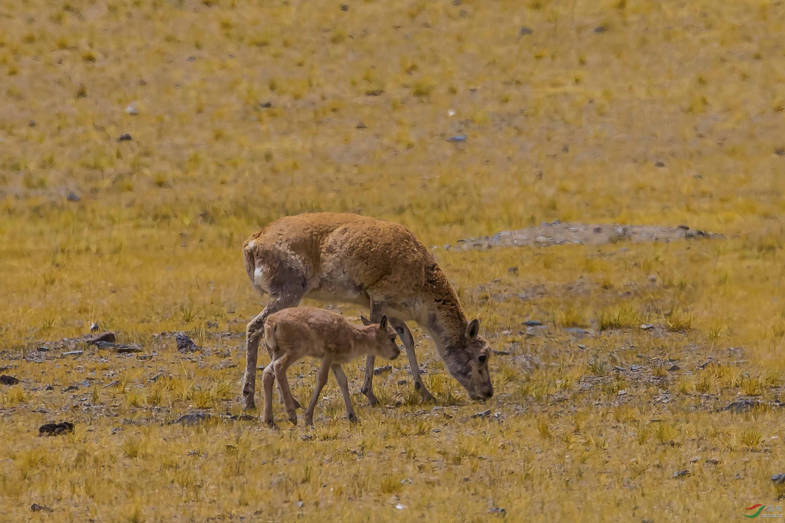 母与子——藏羚羊