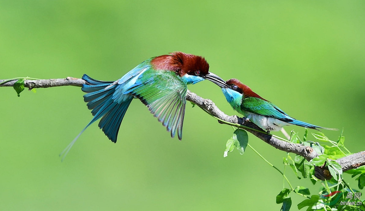 枝头热吻——蓝喉蜂虎