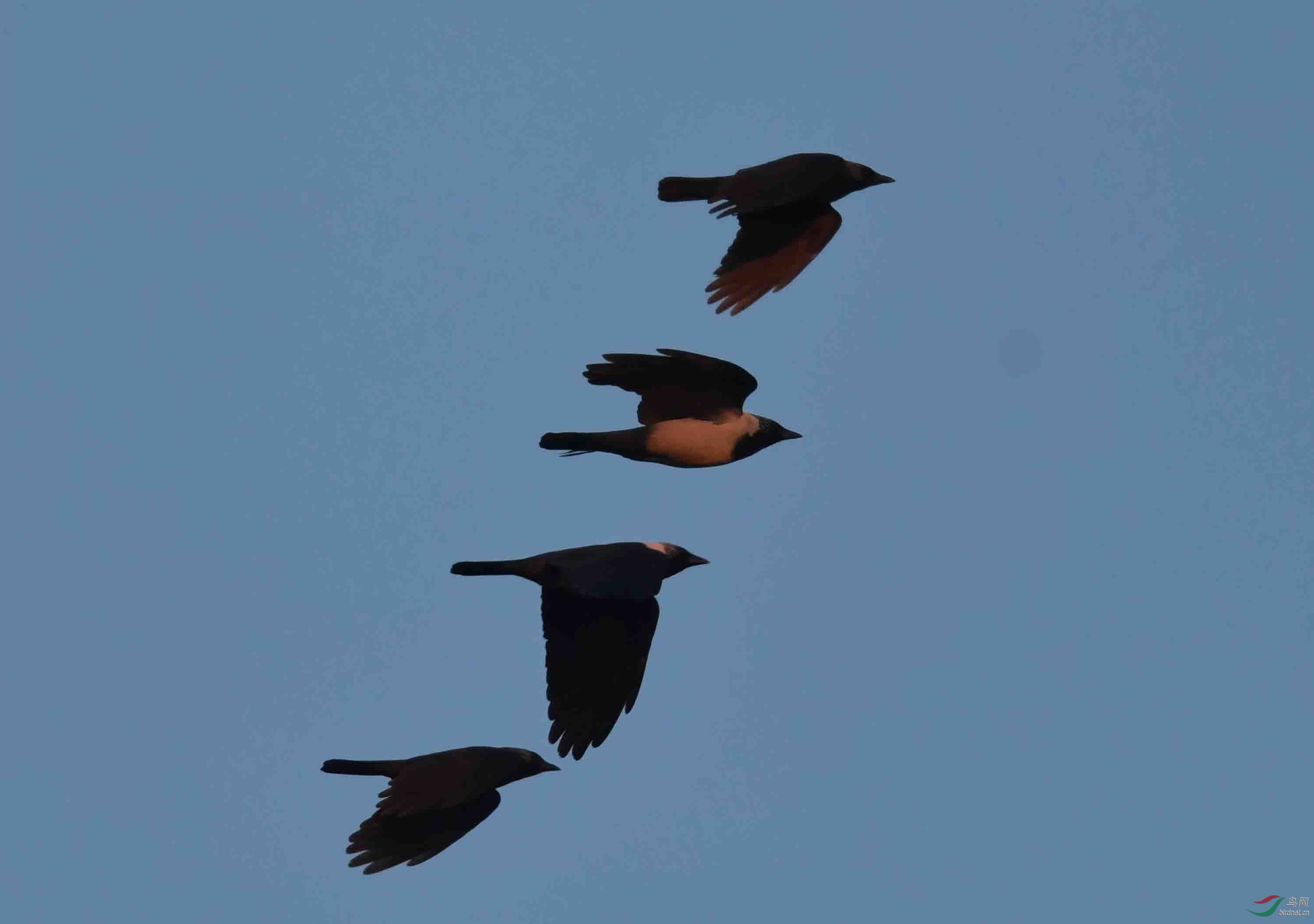 一组温榆河上空寒鸦飞