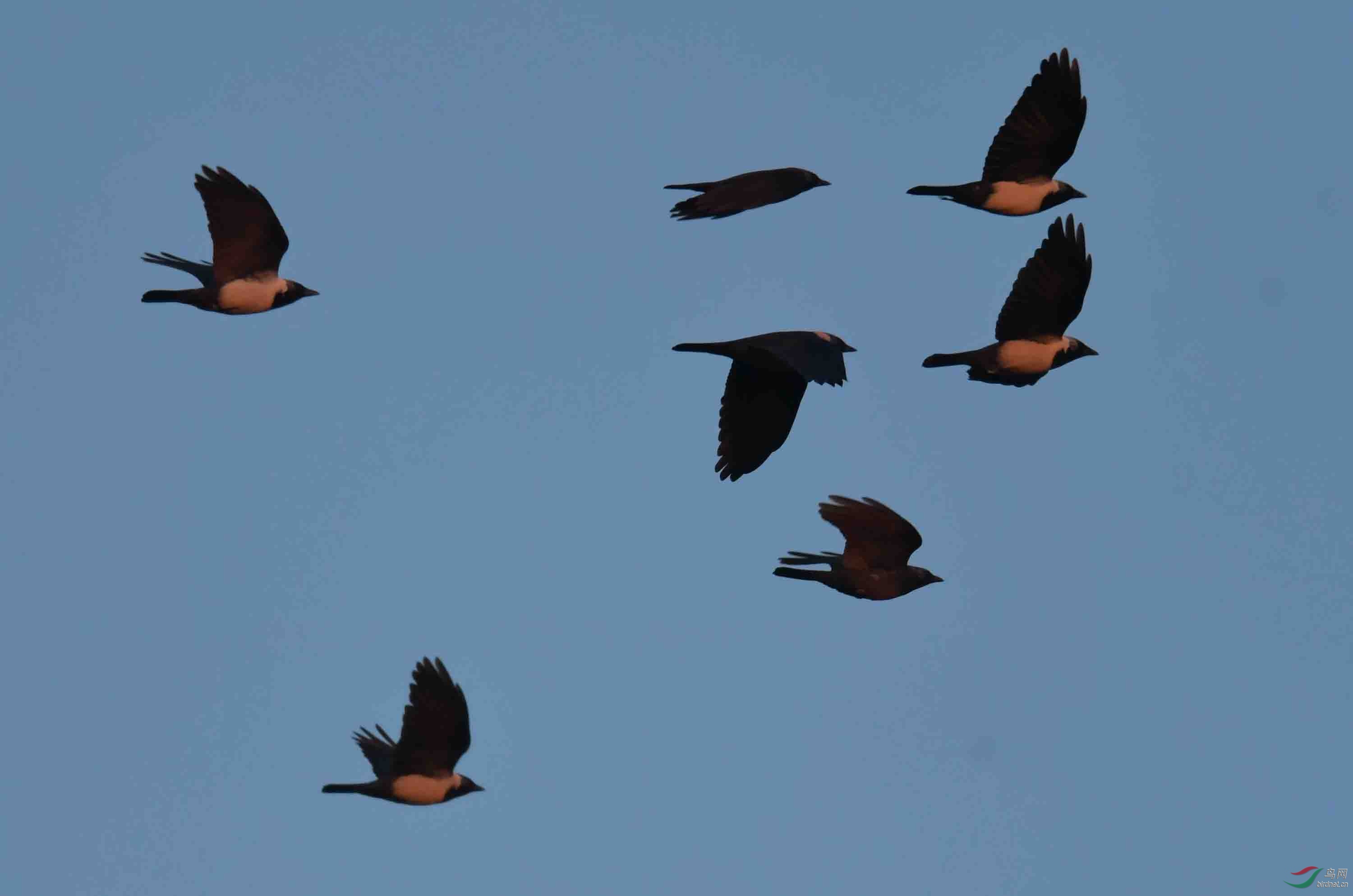 一组温榆河上空寒鸦飞