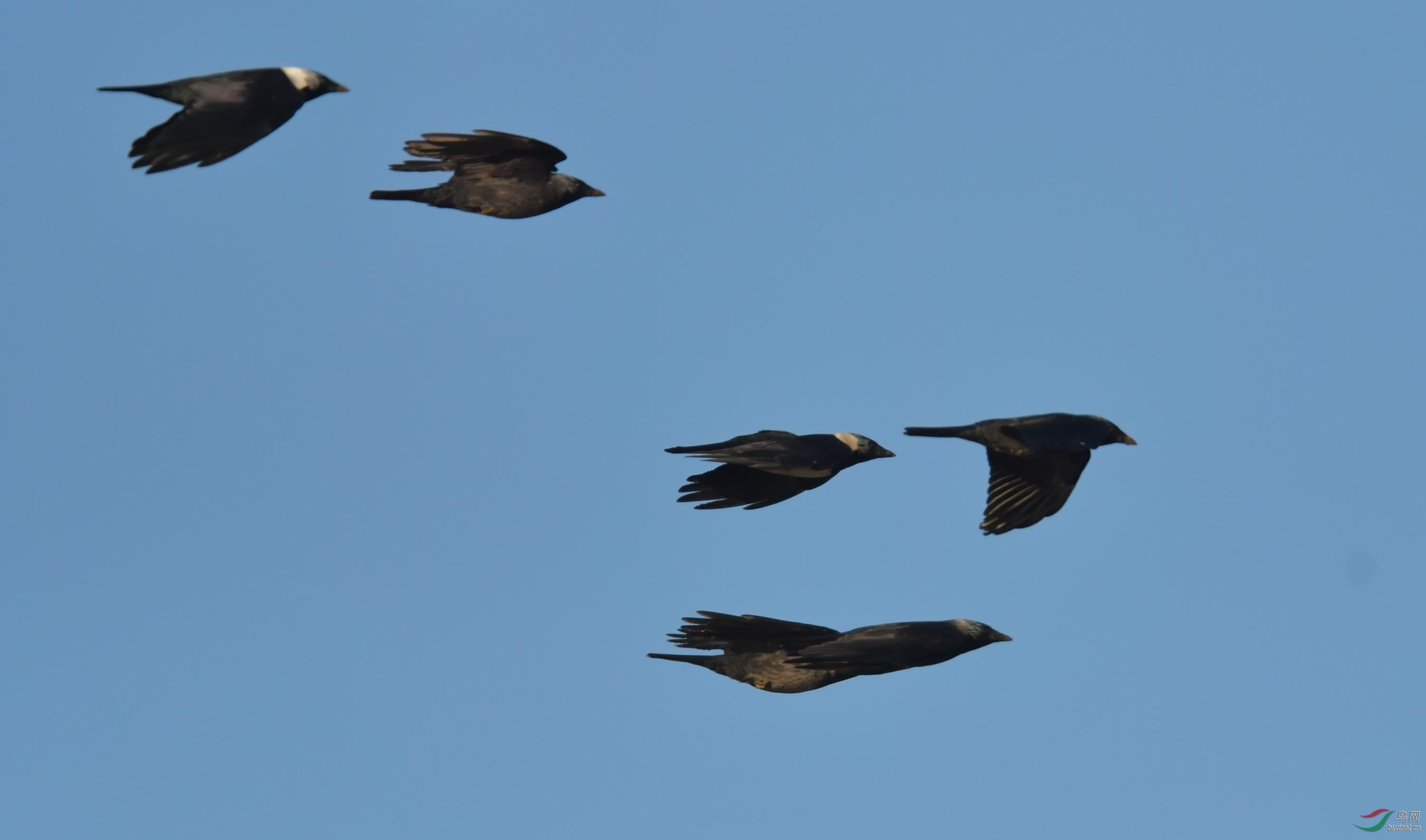一组温榆河上空寒鸦飞