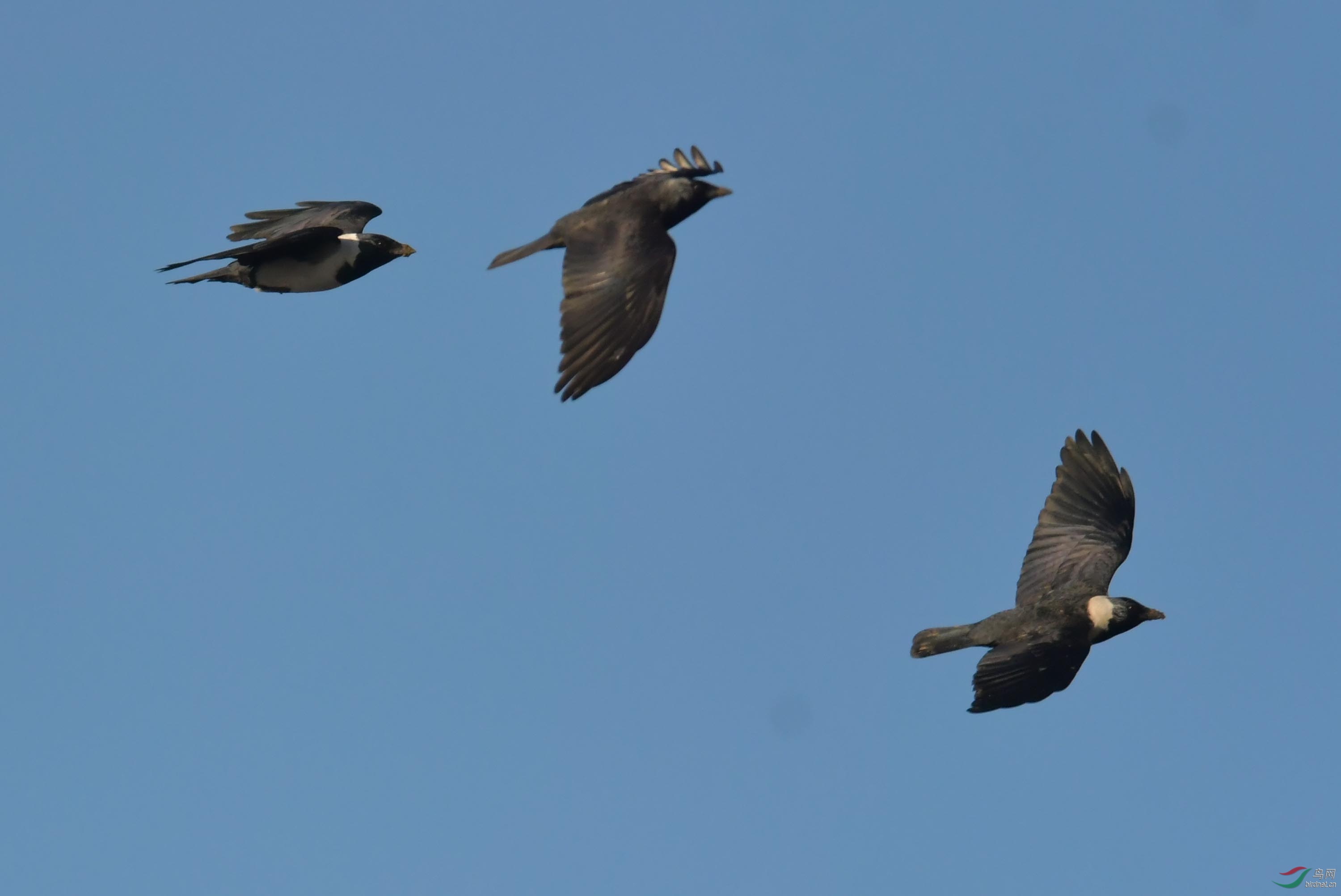 一组温榆河上空寒鸦飞