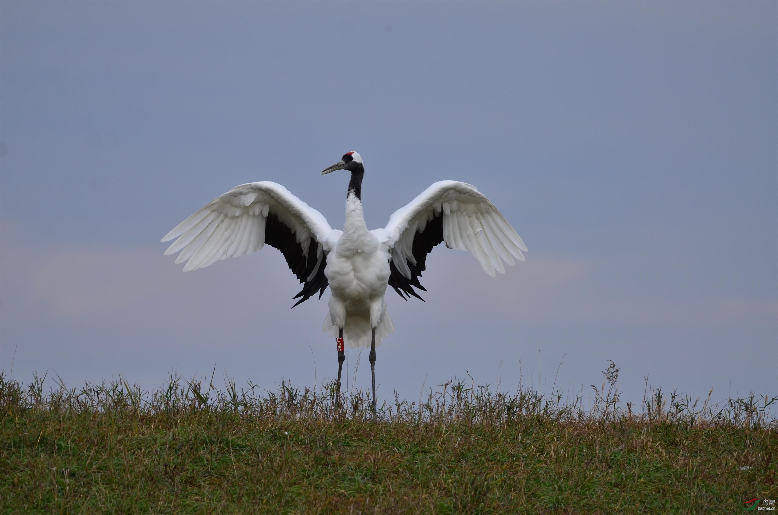 DSC_4317.JPG