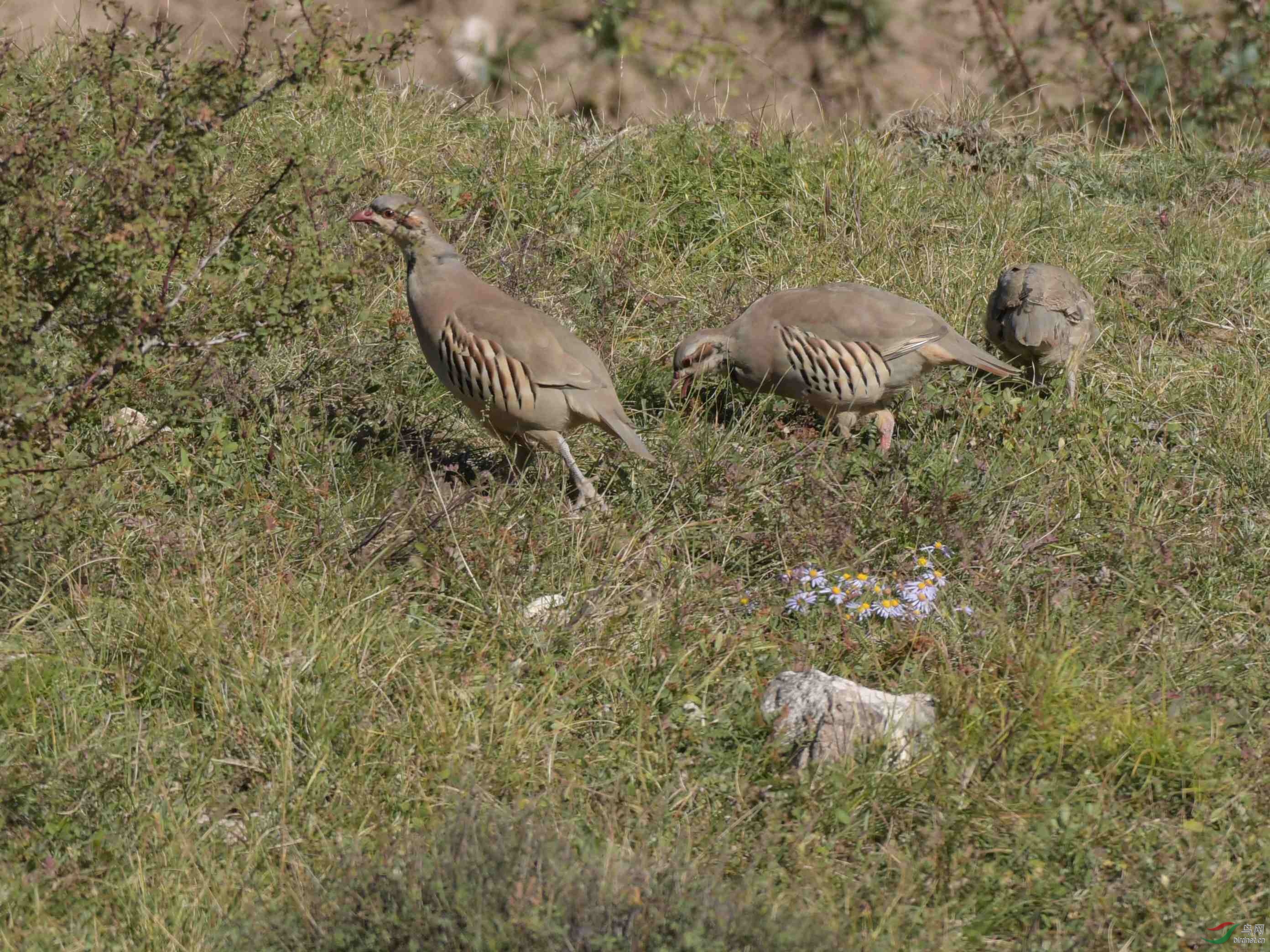 DSC_7867_����.jpg