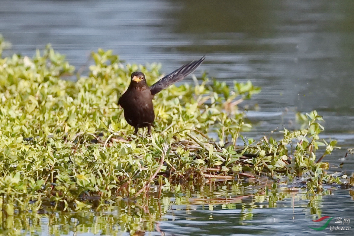 DSC_3973.JPG