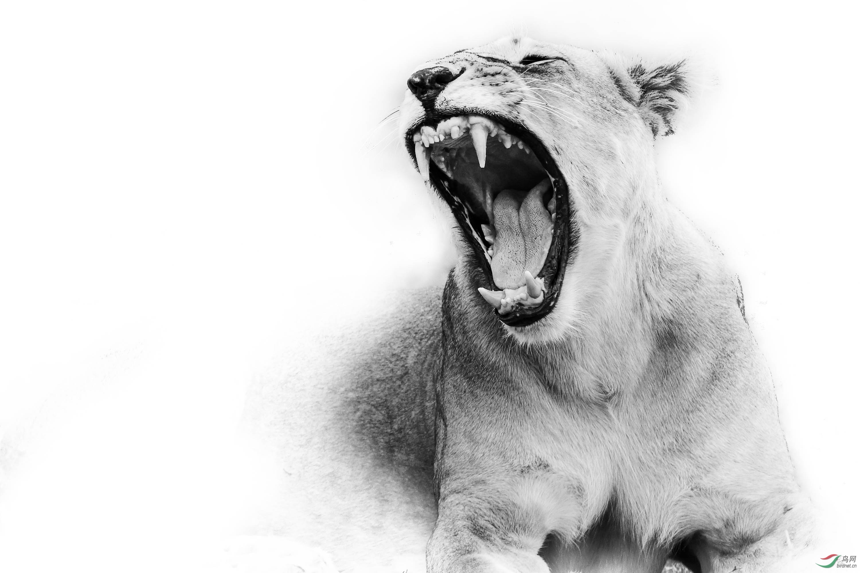 狮子大张嘴祝贺老师佳作荣获黑白影像首页精华