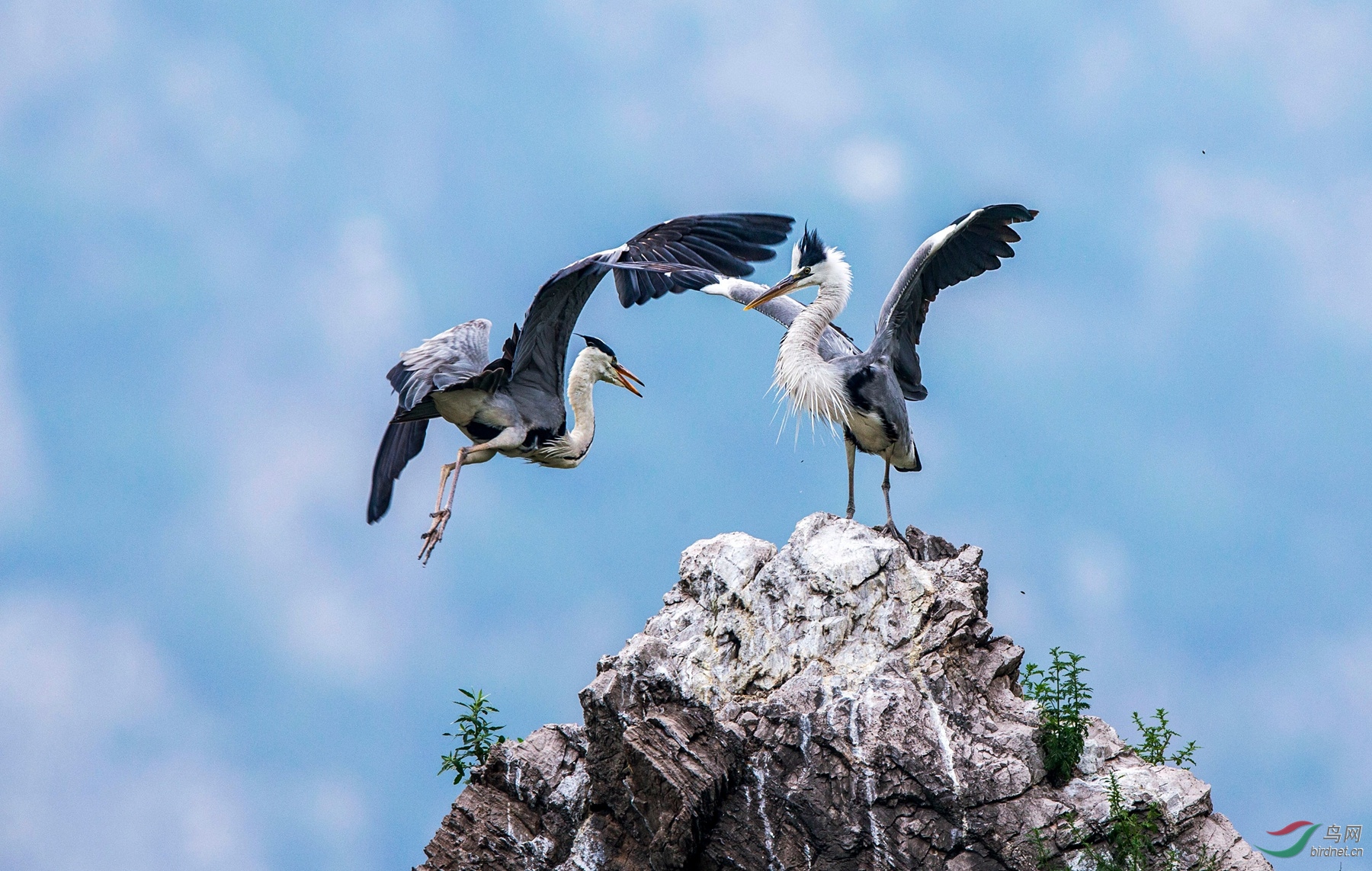 BW4Q7694 - ���� - ����.jpg