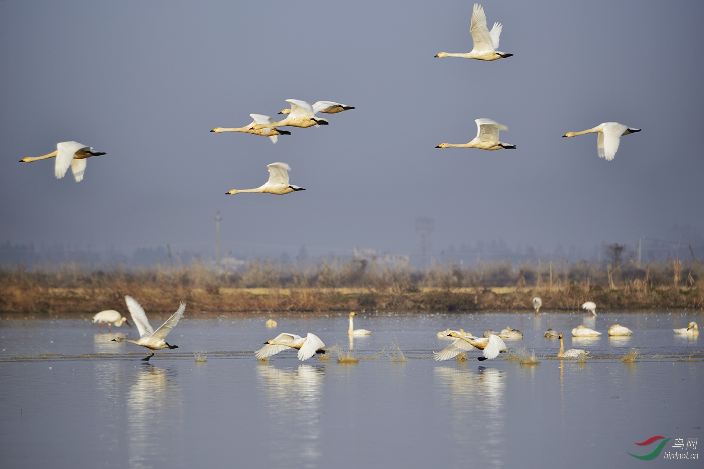 _D8A6305_21853aw.jpg