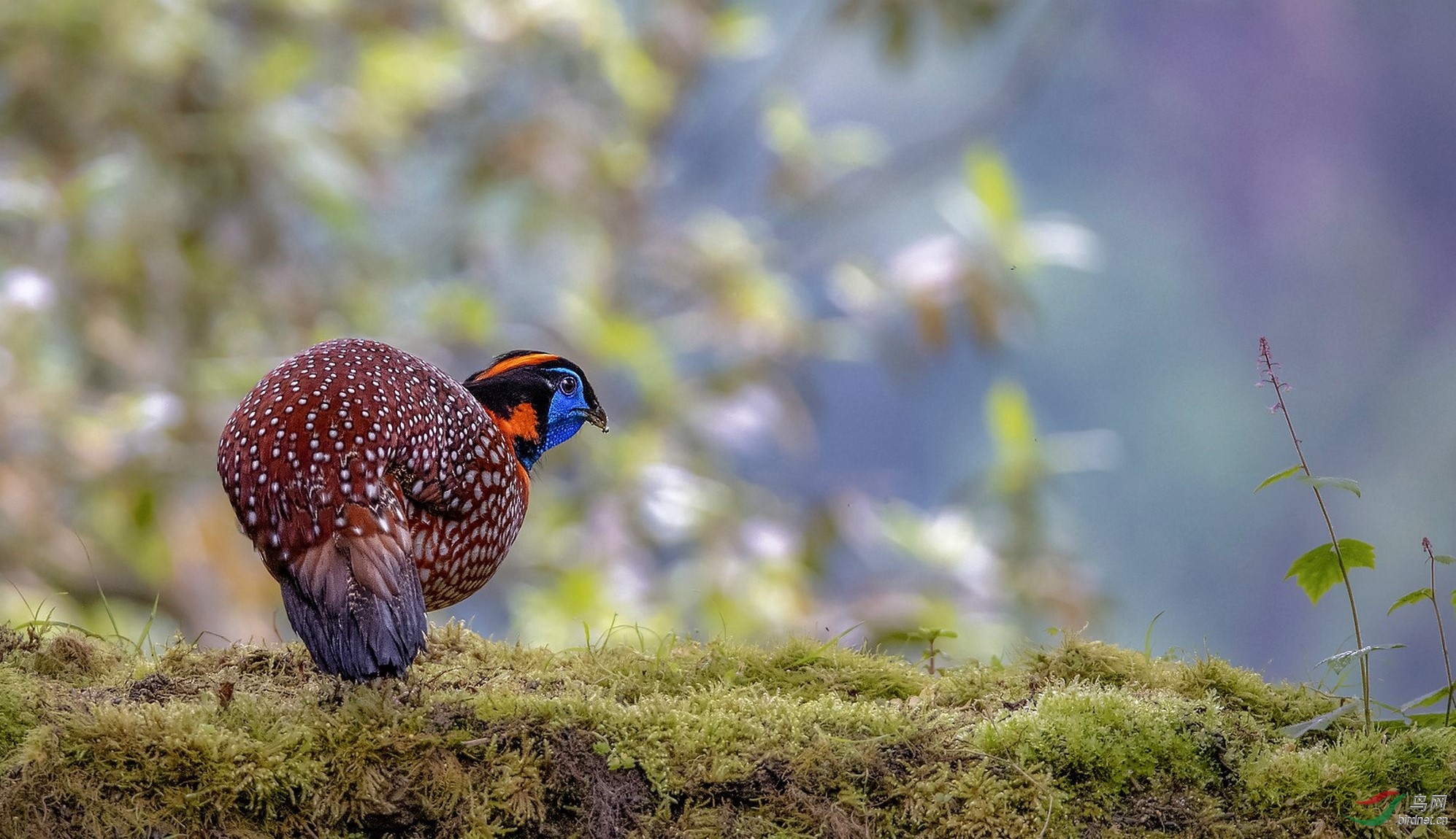DSC_2153.jpg1_DxO (����)_���� (����).jpg