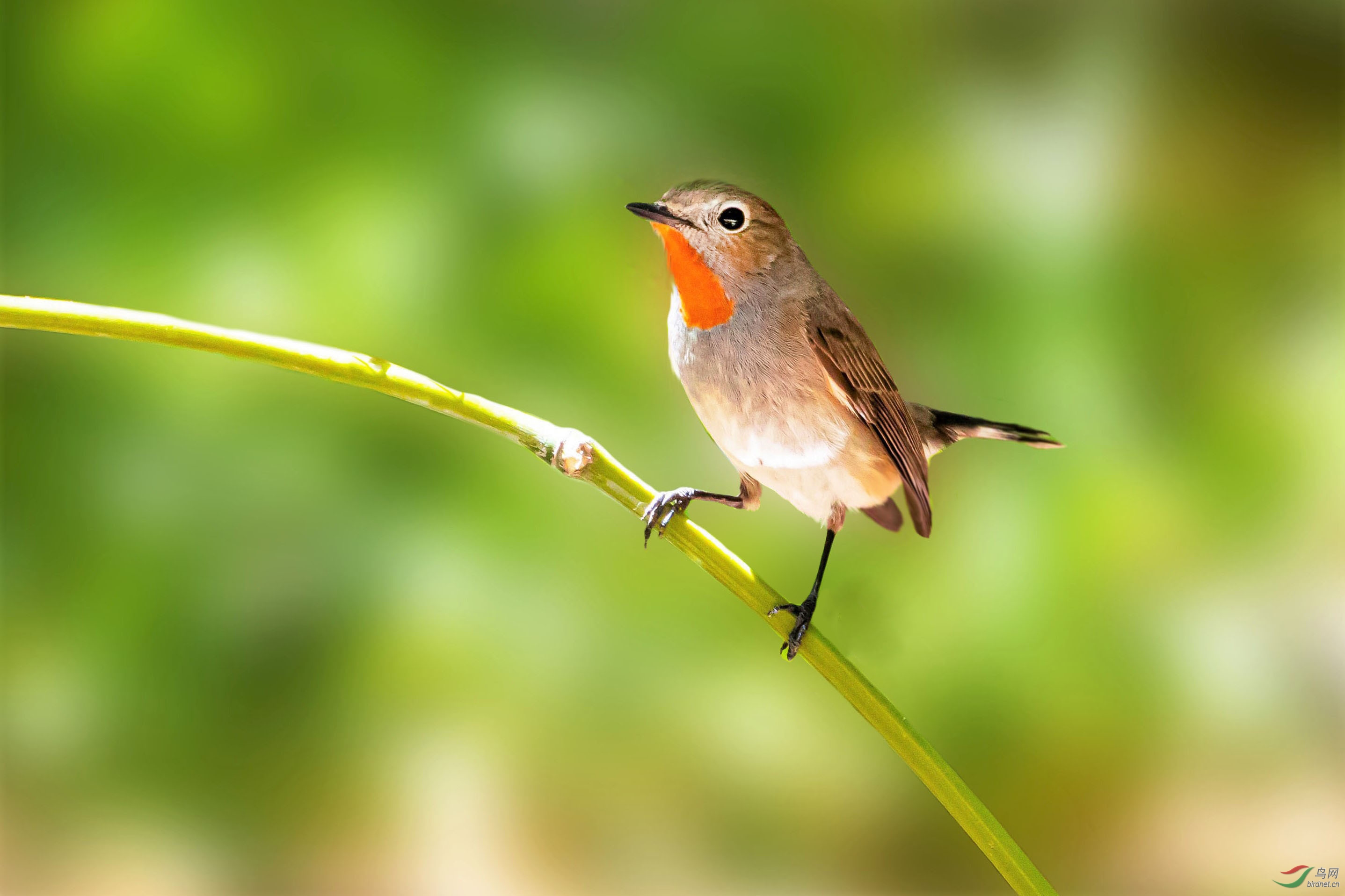 红喉姬鹟母鸟图片
