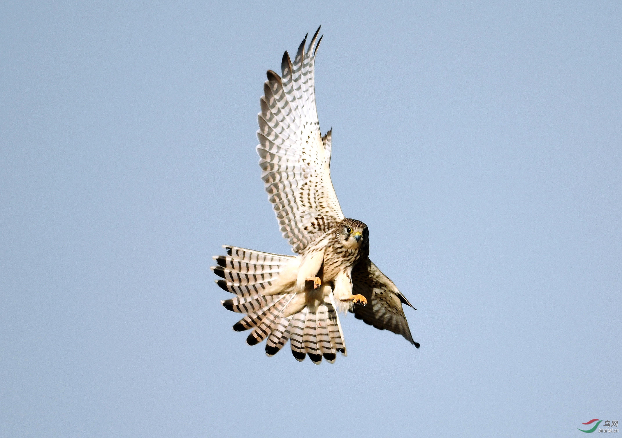 DSC_0536 (1)_����58.jpg