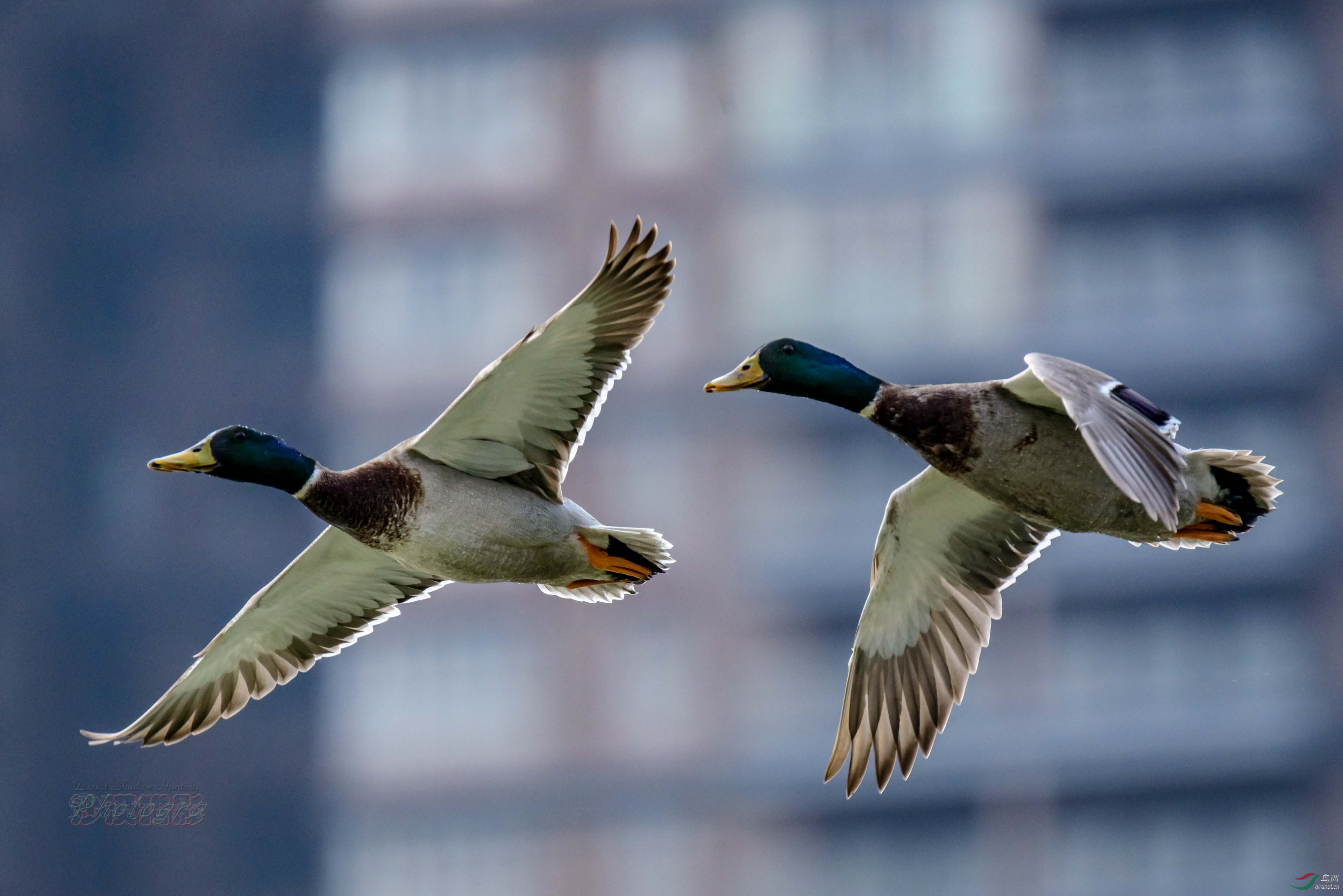 �������ɺ�20150318_78.jpg