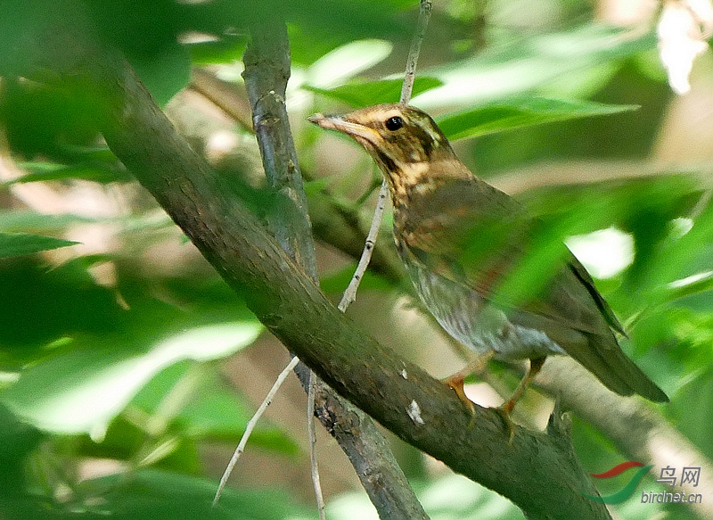 P4770559.JPG