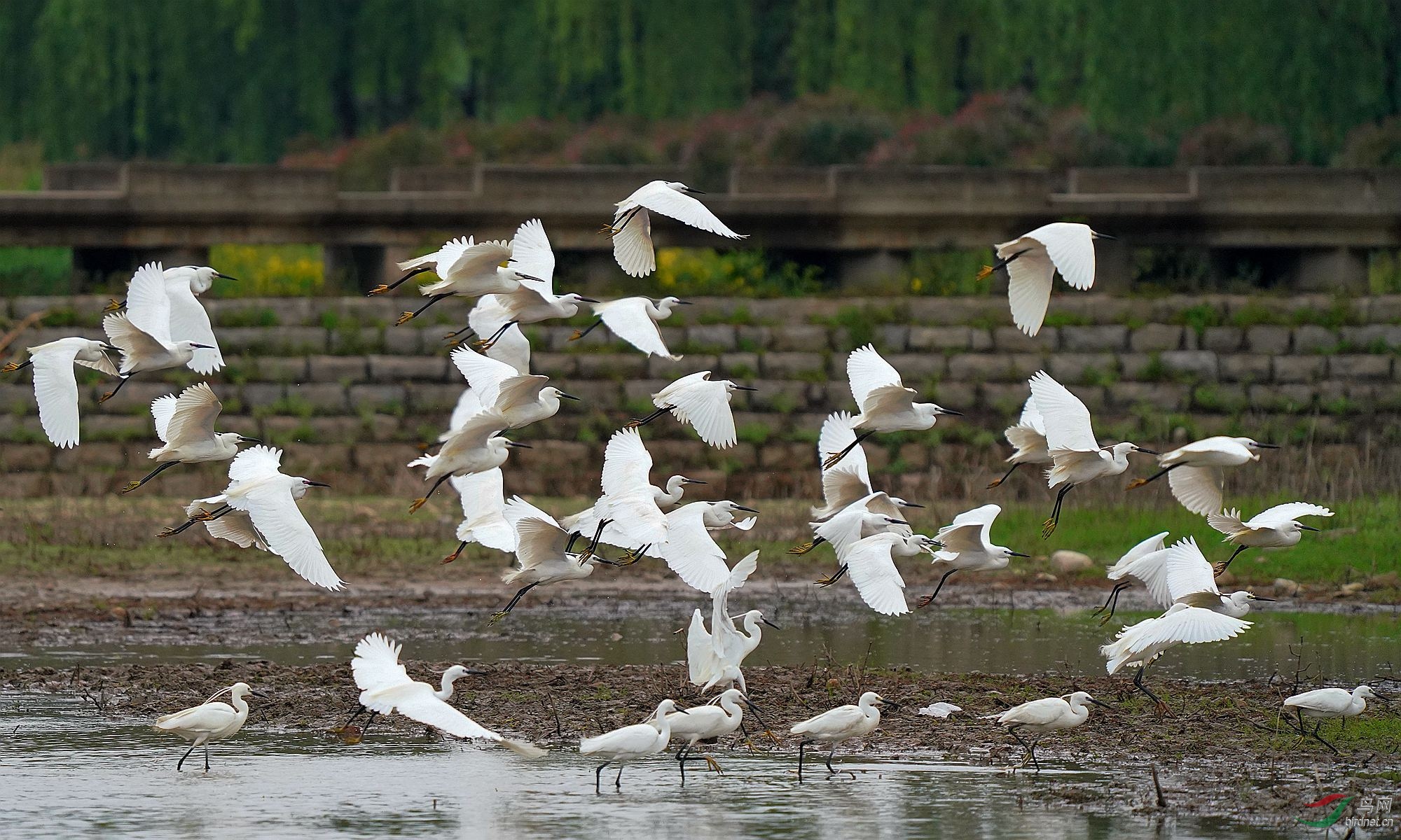 又来一群鹭