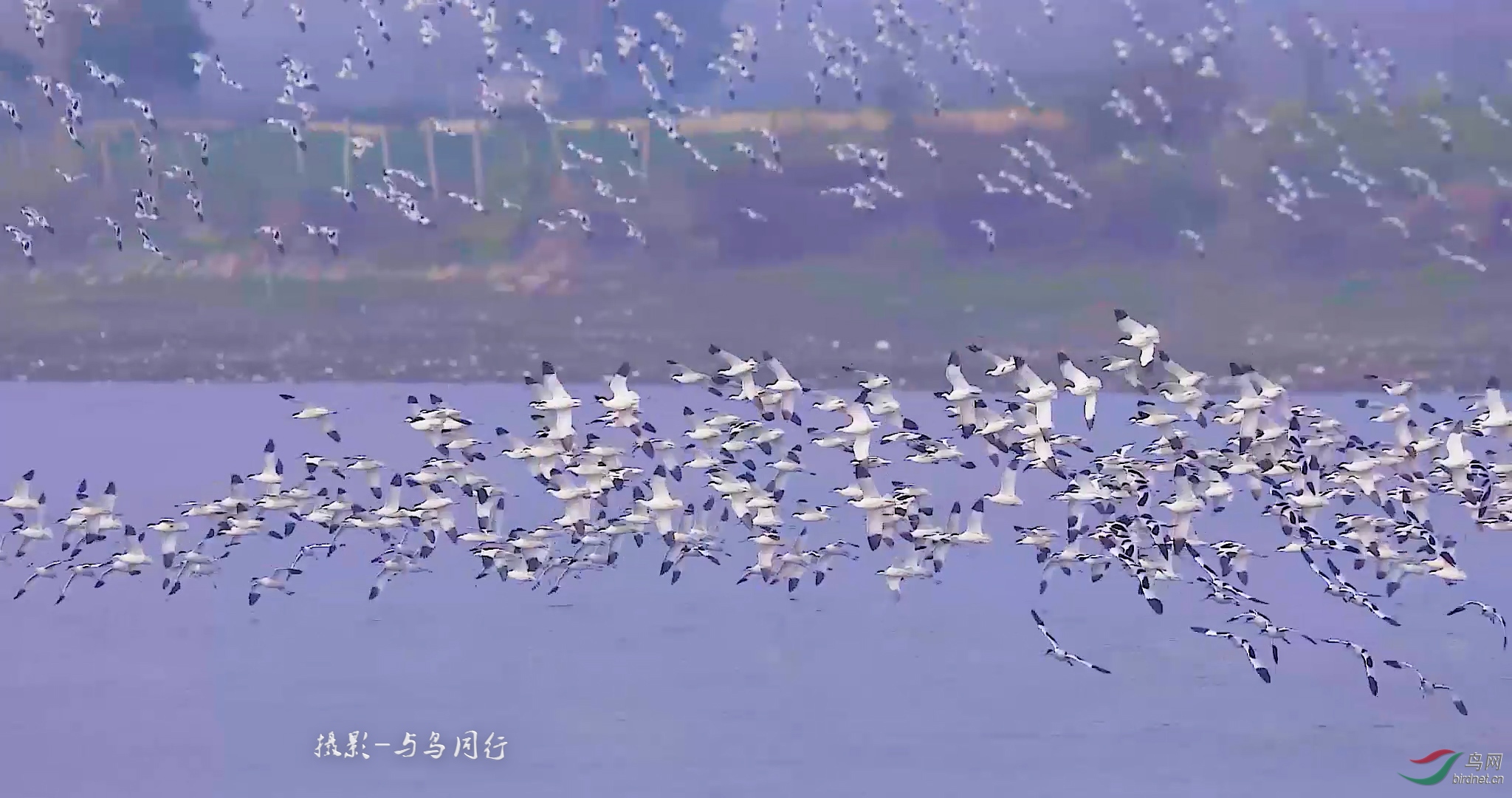 ��������Ƶ