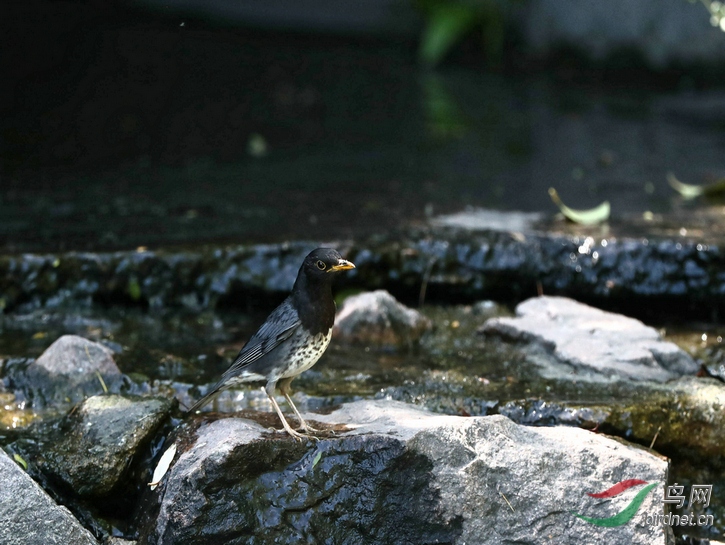 DSC20200512166.jpg