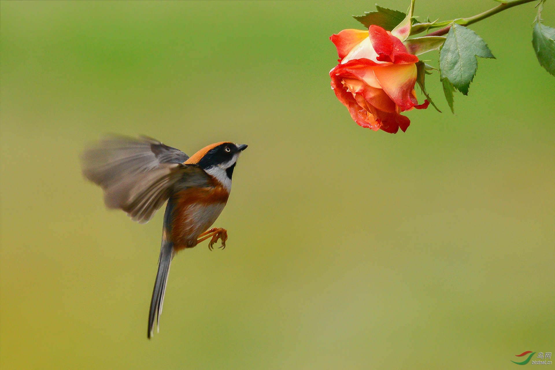 DSC_4038.jpg